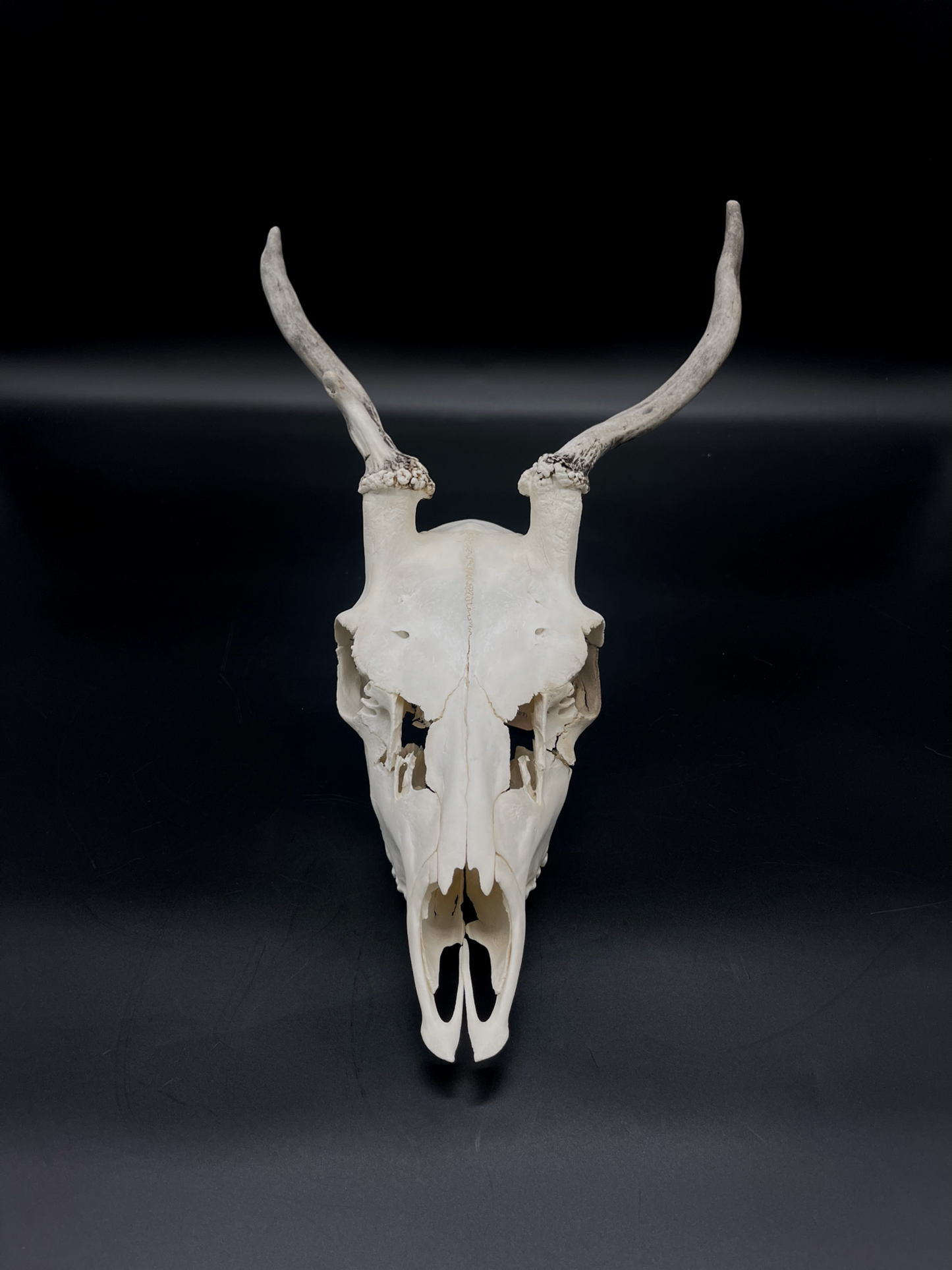 Craft Grade Fallow Buck Spiker Skull