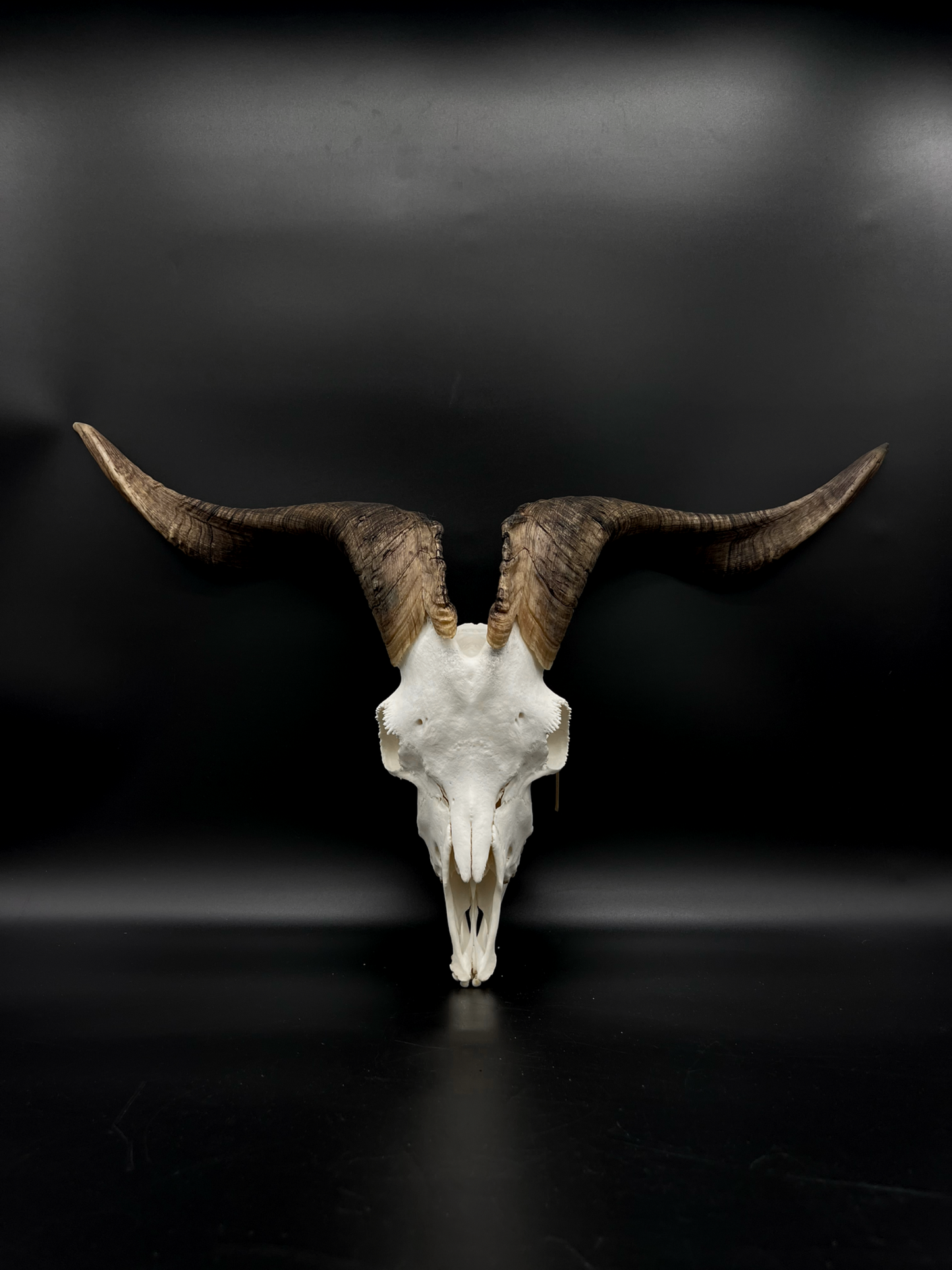 A+ Grade Rangeland Billy Skull with Mandibles