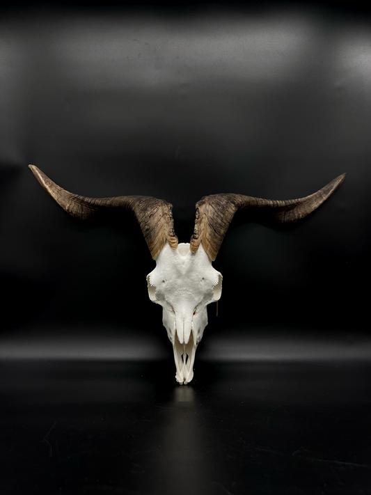 A+ Grade Rangeland Billy Skull with Mandibles