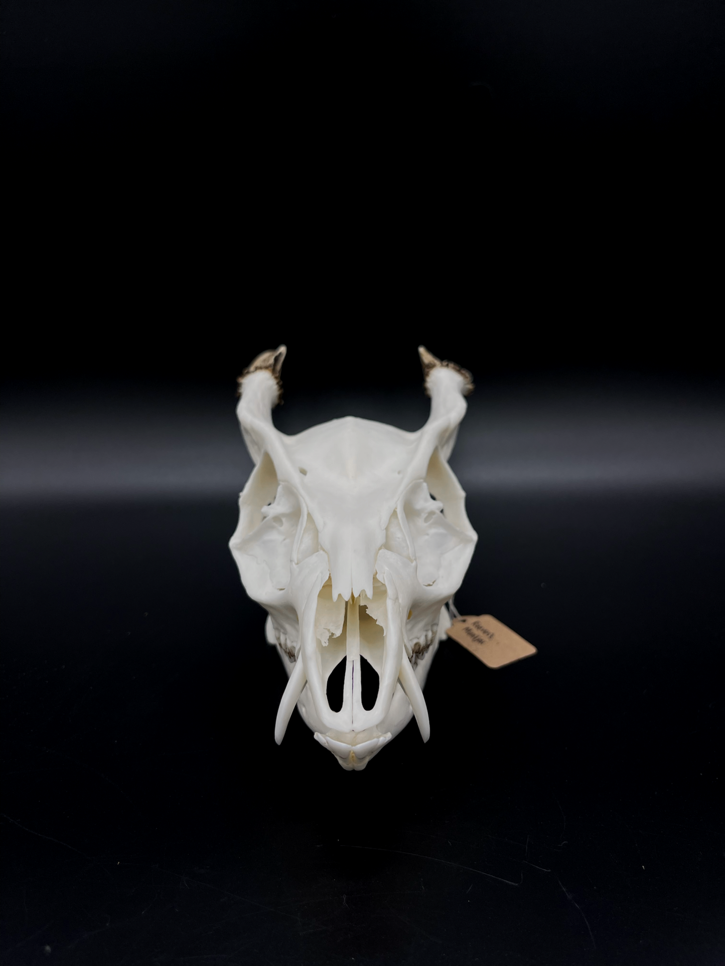 A Grade Reeves’s Muntjac Skull with Mandibles (UK)