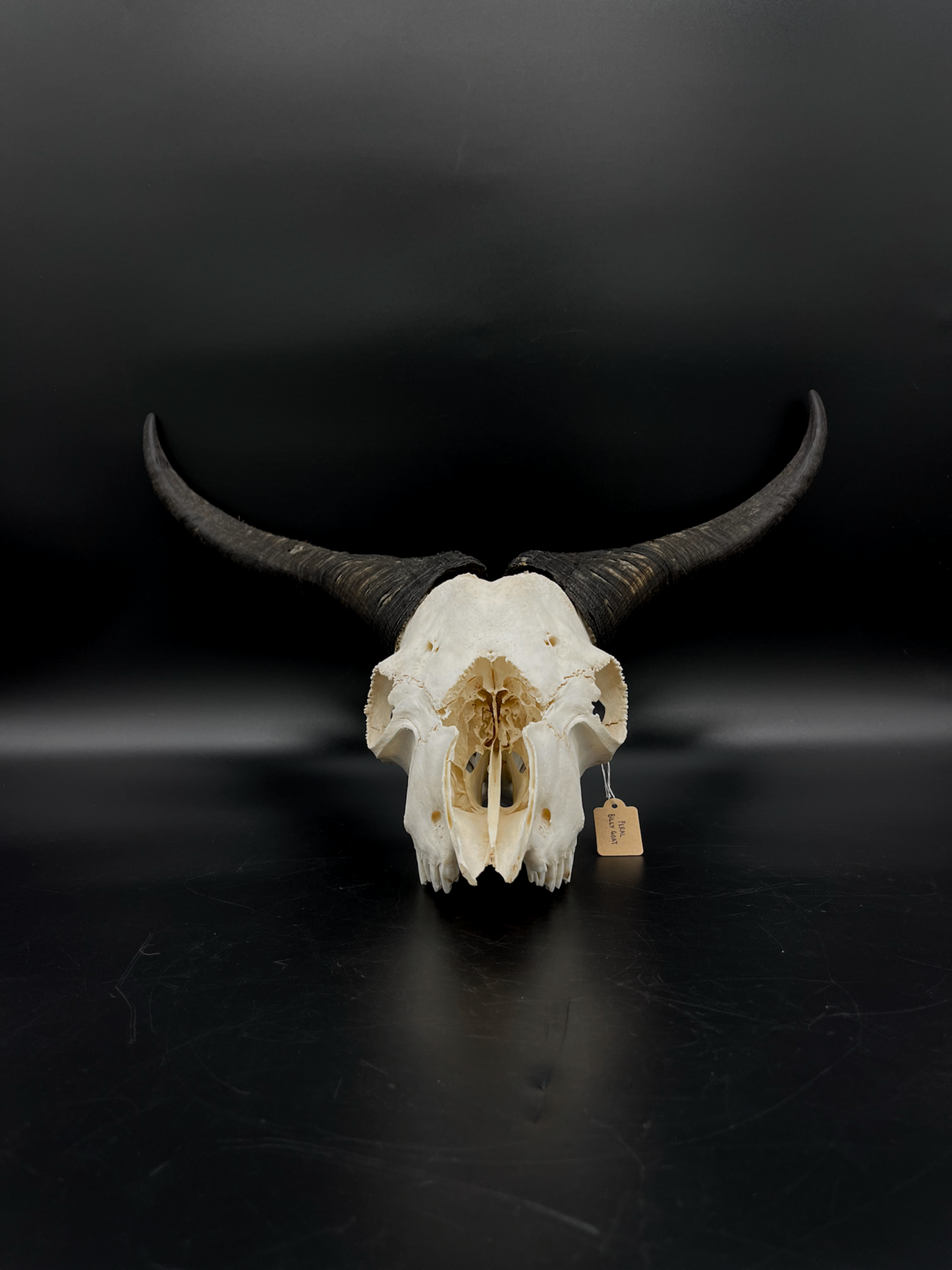 Craft Grade Feral Billy Goat Skull with “Devil Horns”