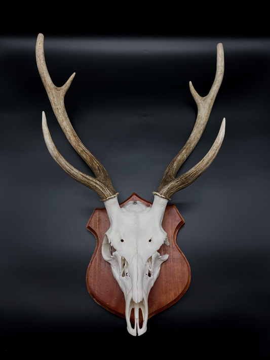 Chital Stag Euro Mount