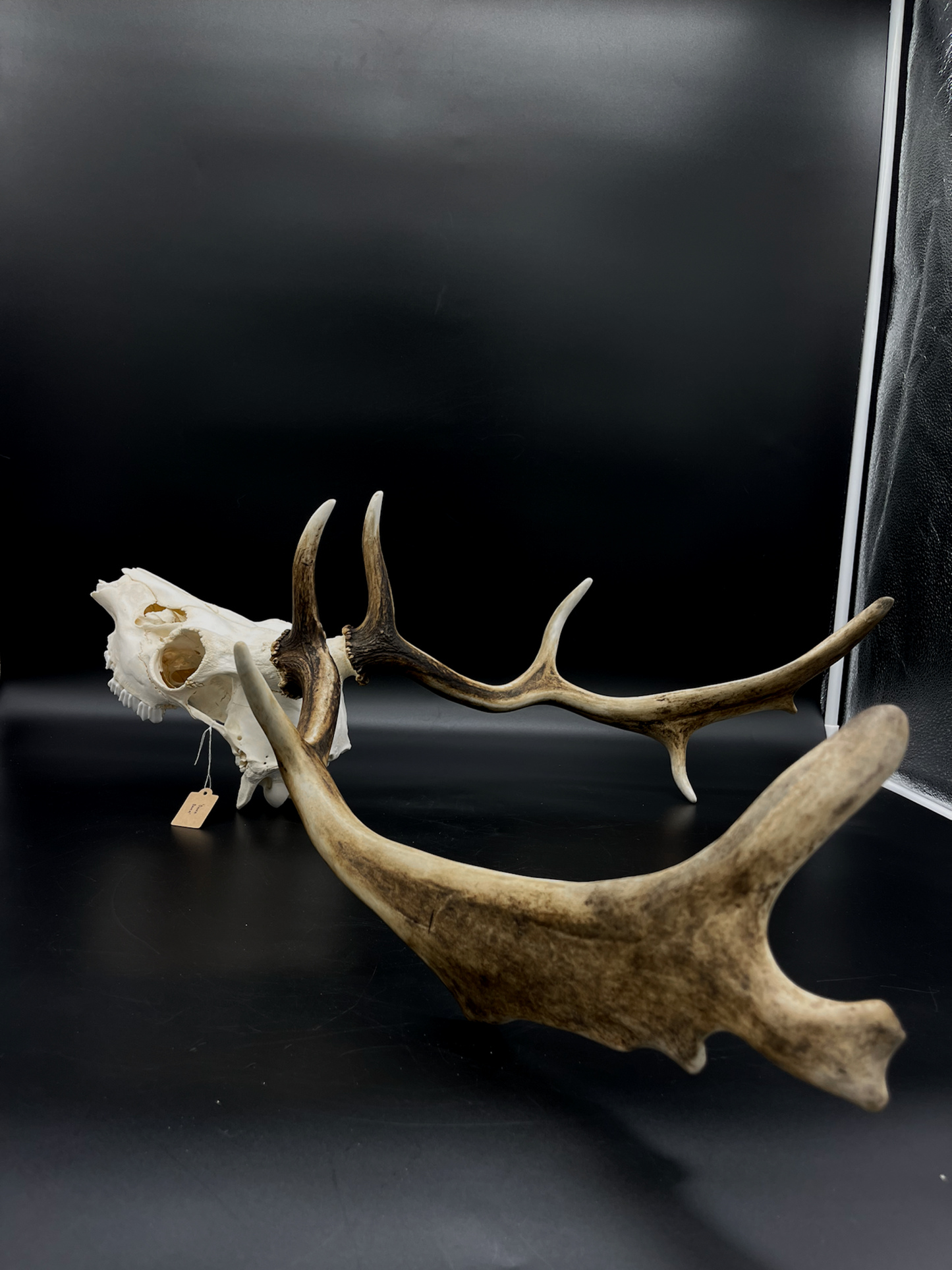 B Grade Fallow Buck Skull