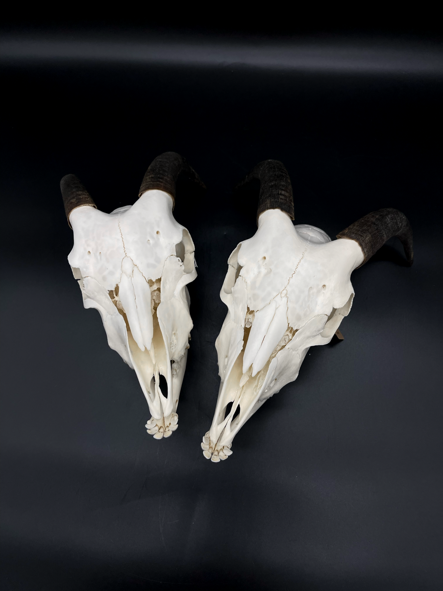A- Juvenile Boer Goat Skull with Mandibles