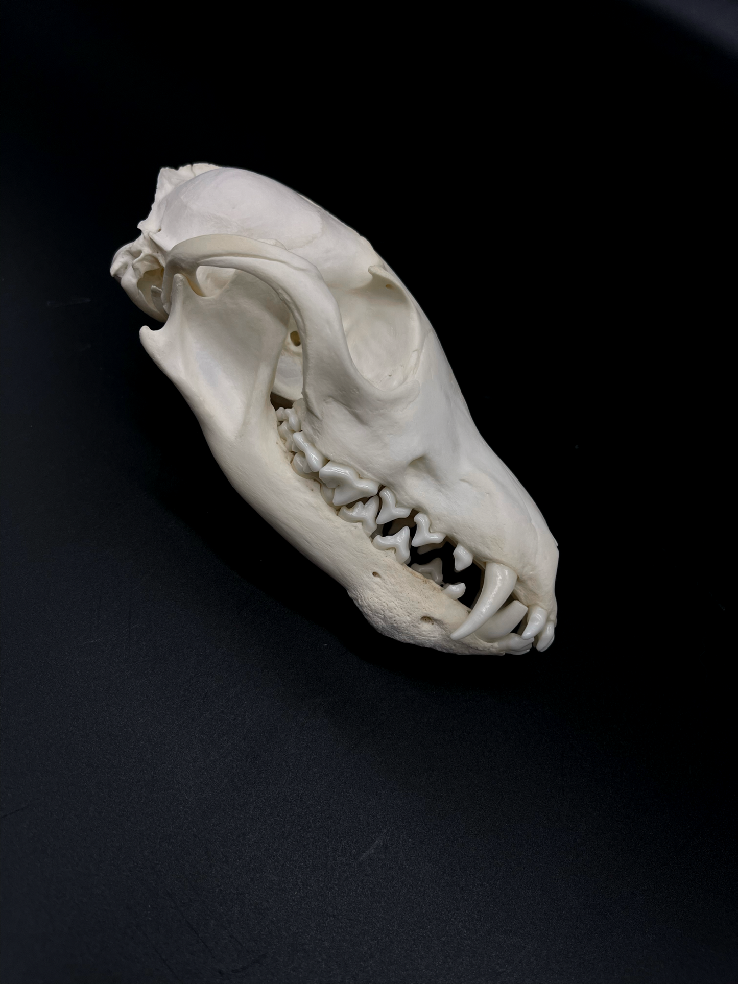 Pathological Red Fox Skull
