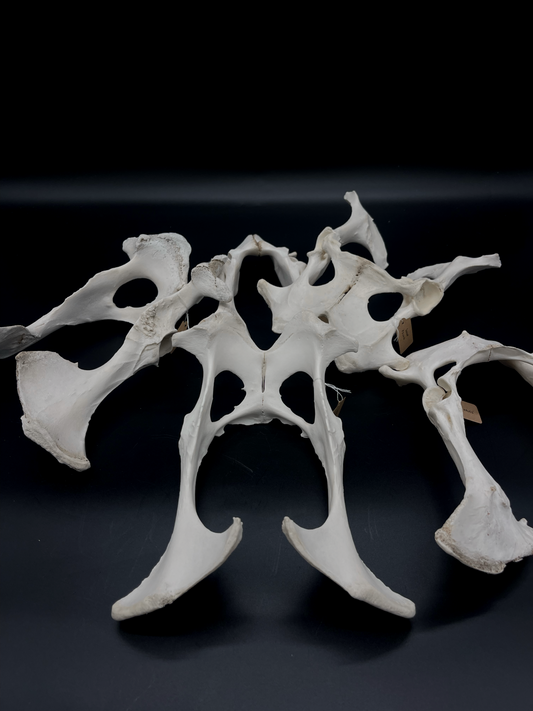Sheep Pelvis