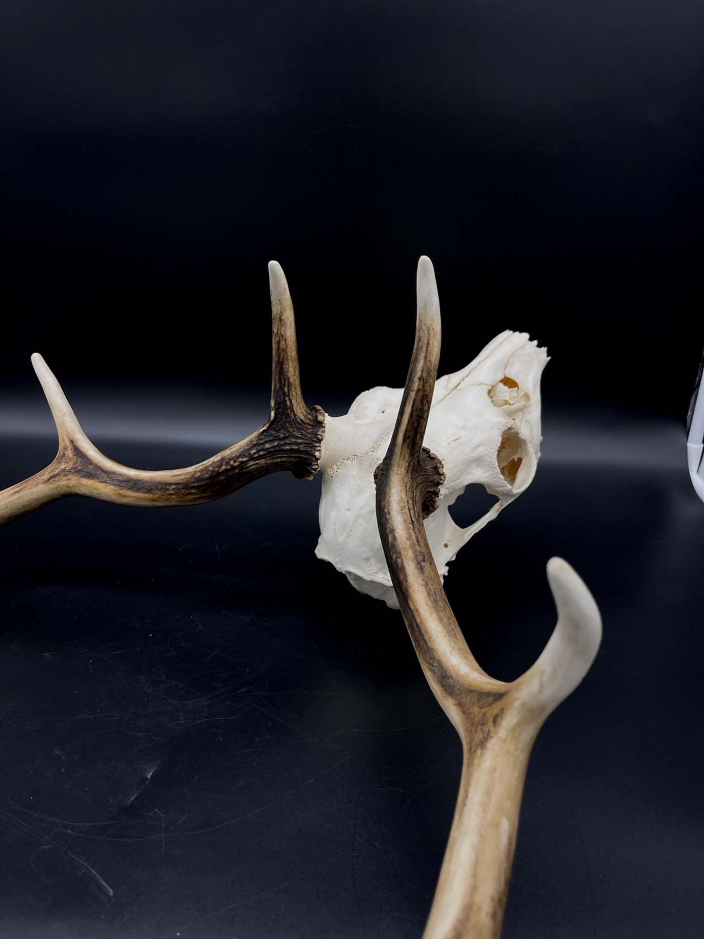 B Grade Fallow Buck Skull