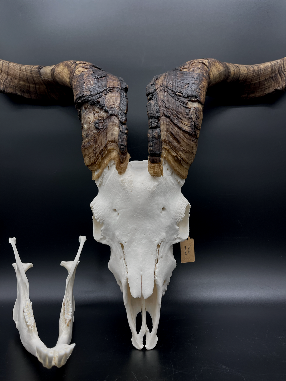 A- Rangeland Billy Goat Skull + Mandibles + VERY IMPRESSIVE HORNS