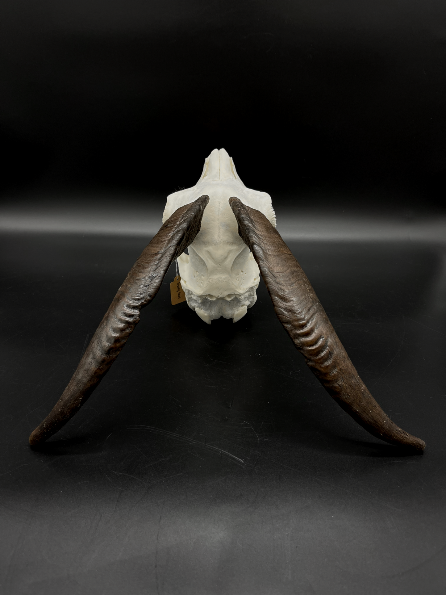 B Grade Nanny Goat Skull
