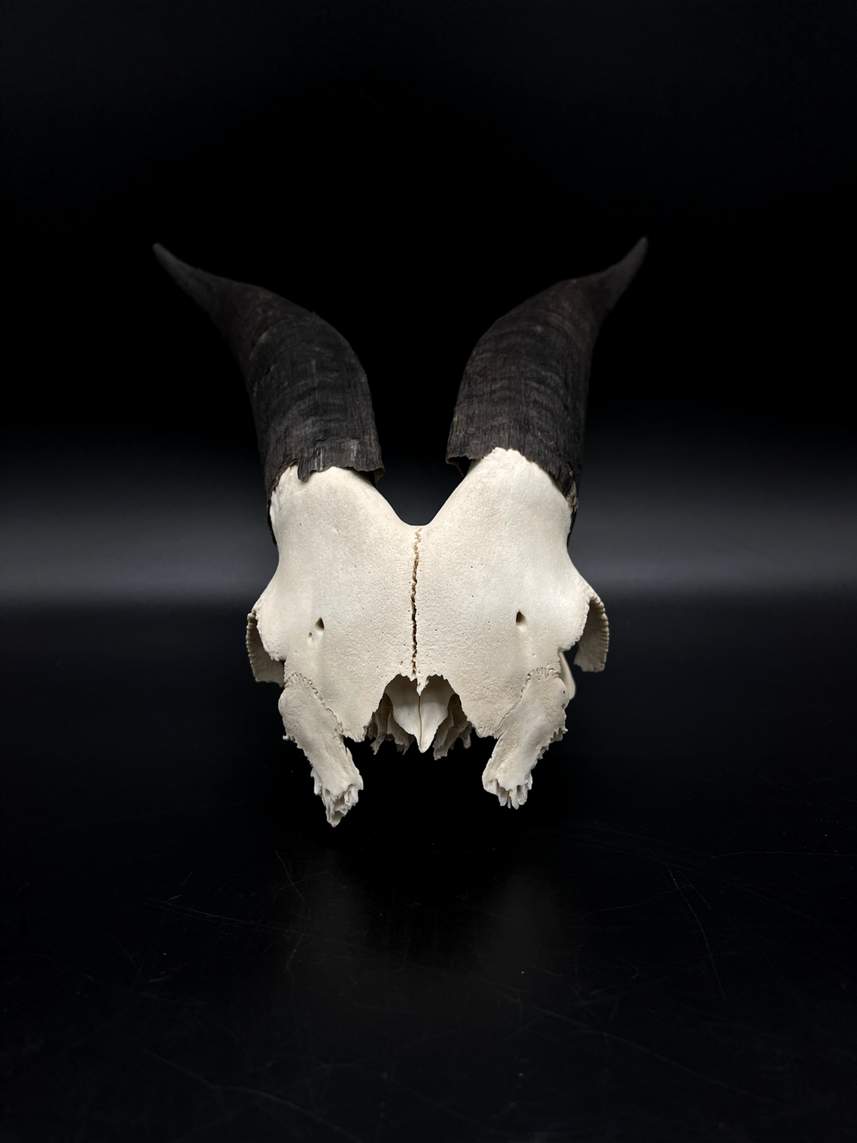 Craft Grade Rangeland Billy Goat Skull Cap