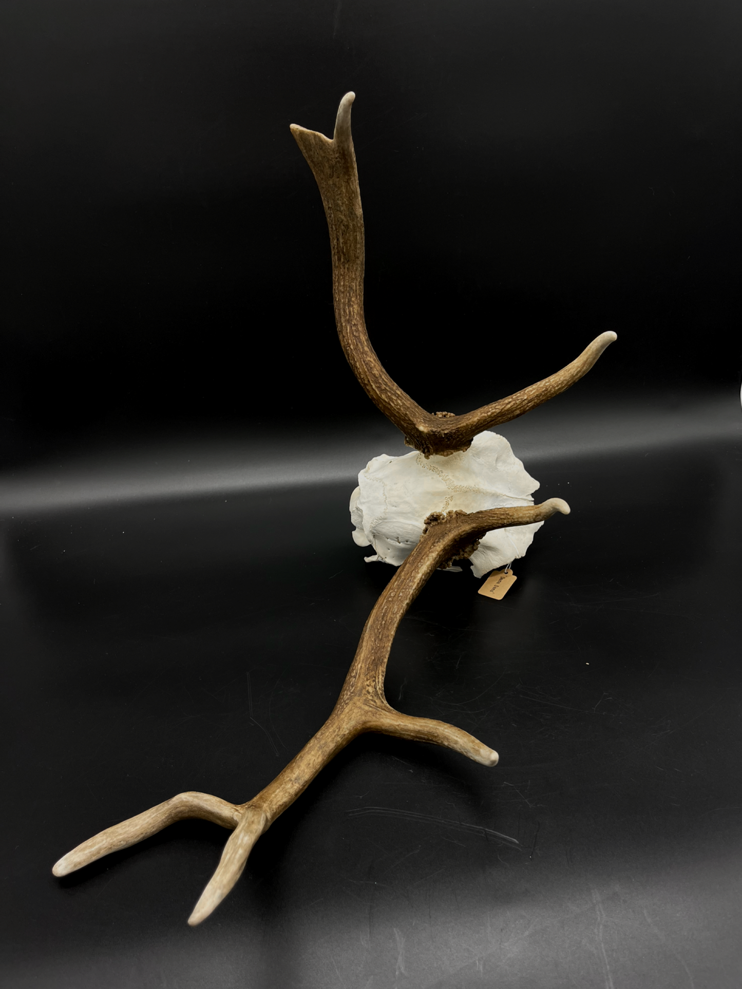 B Grade Fallow Buck Skull Cap