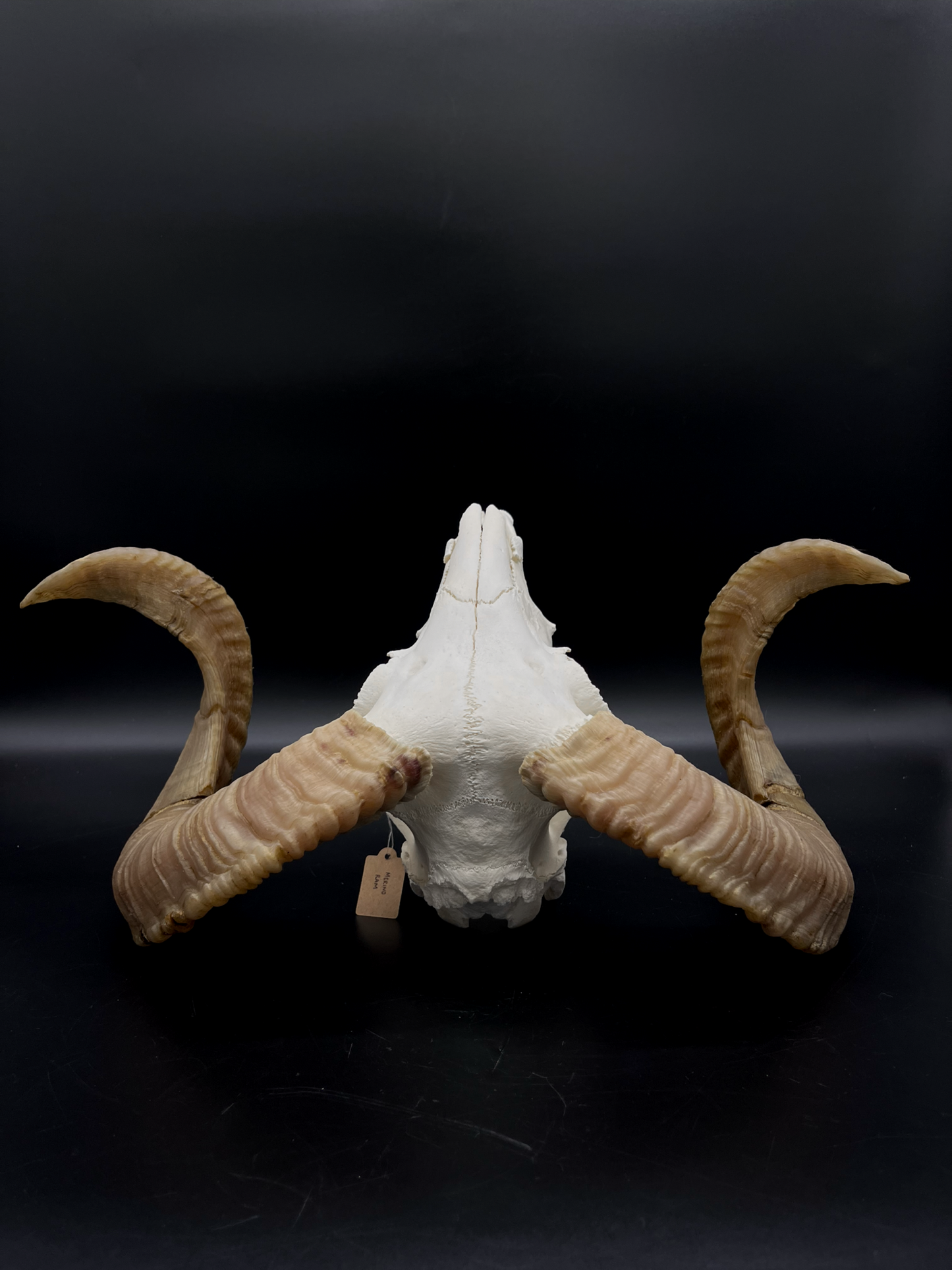 B Grade Merino Ram skull with Mandibles