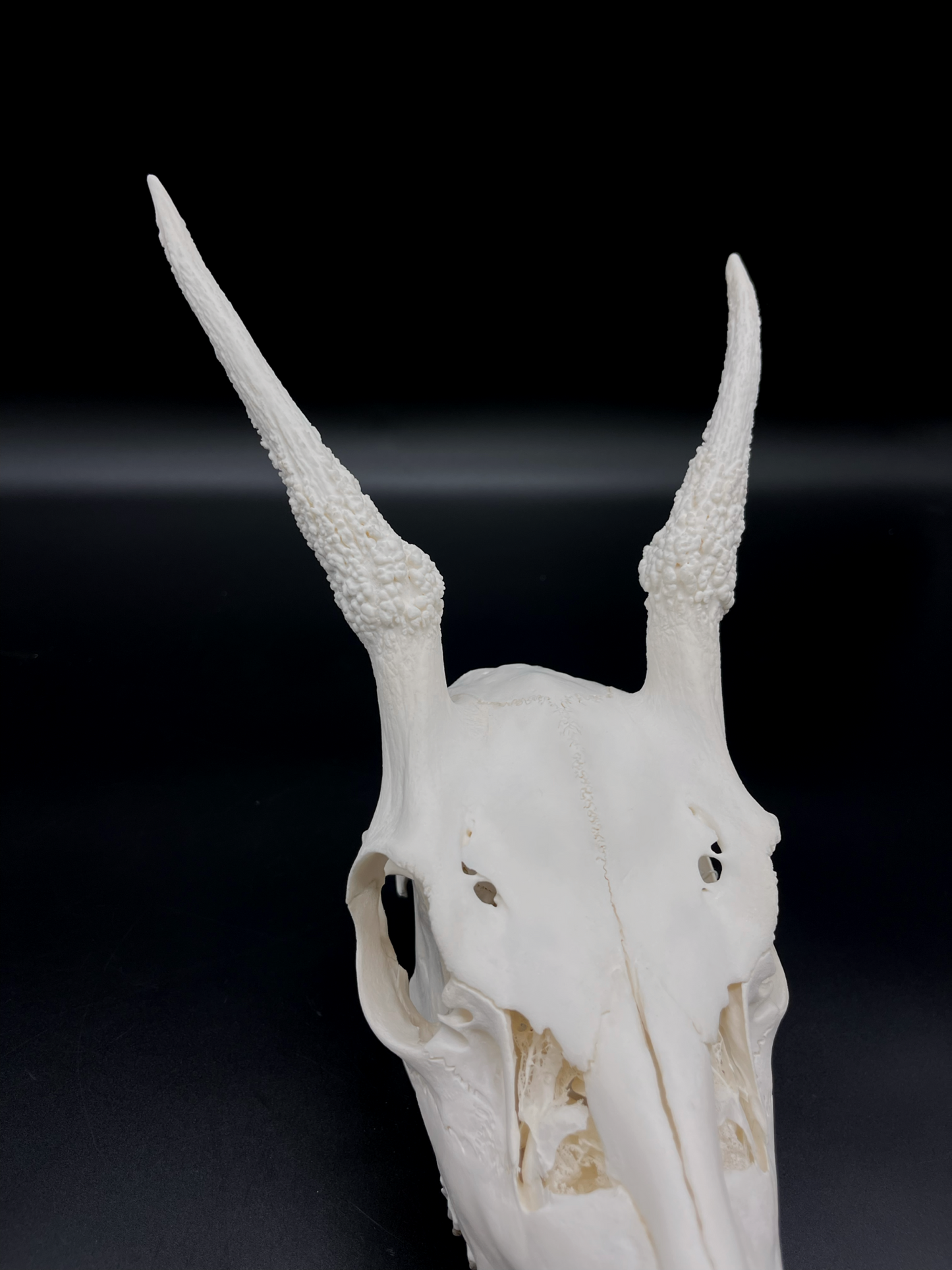 A+ Grade Fallow Spiker Skull With Mandibles