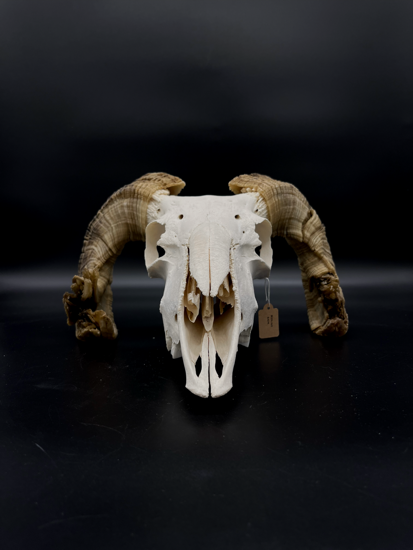 Craft Grade Merino Ram Skull