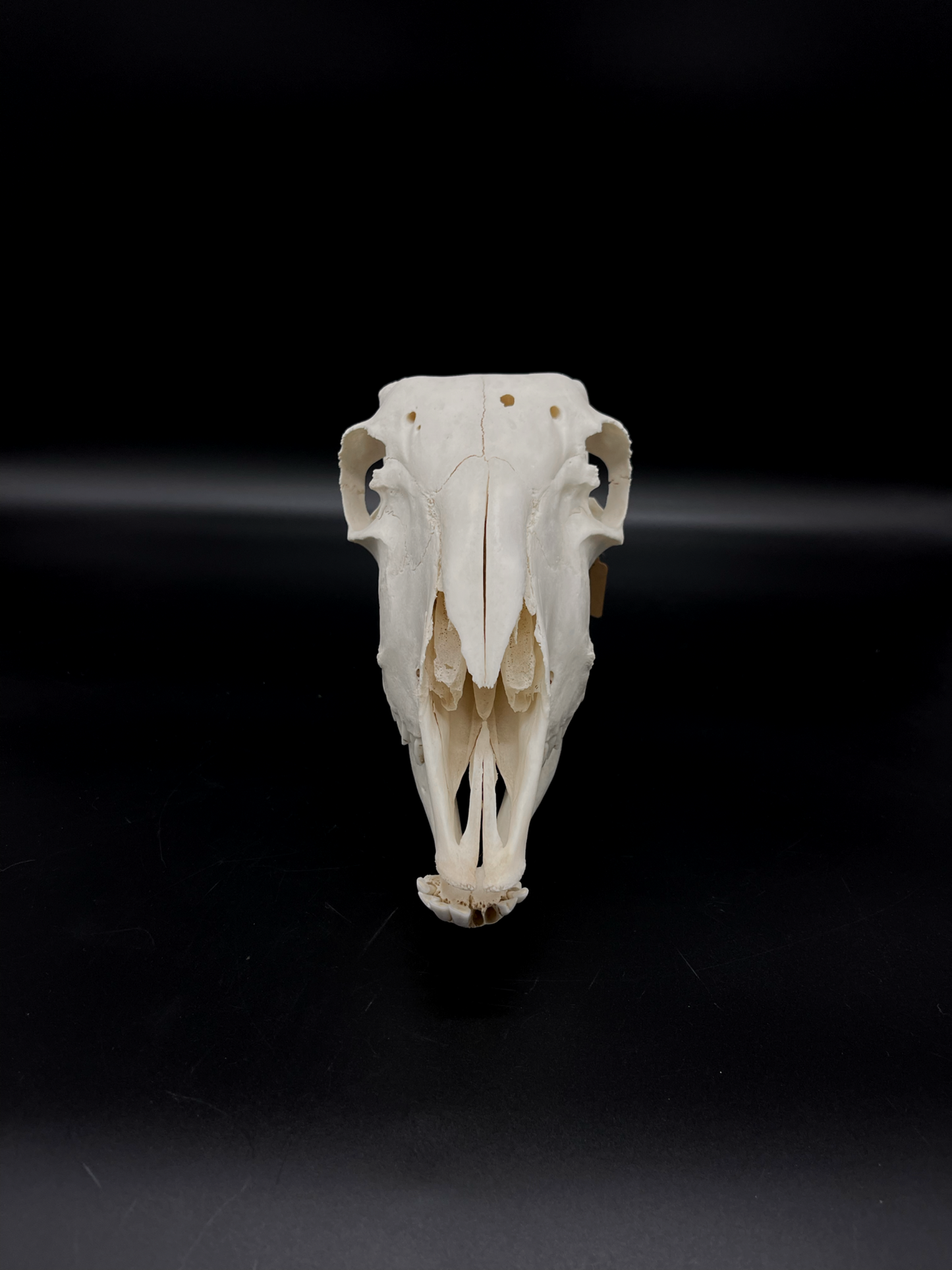 Craft Grade Merino X Border Ewe Skull