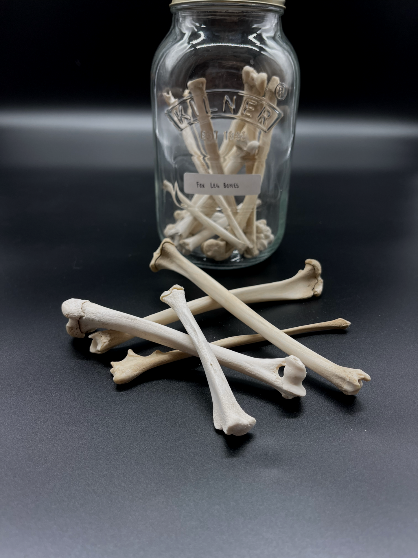 Fox Leg Bone