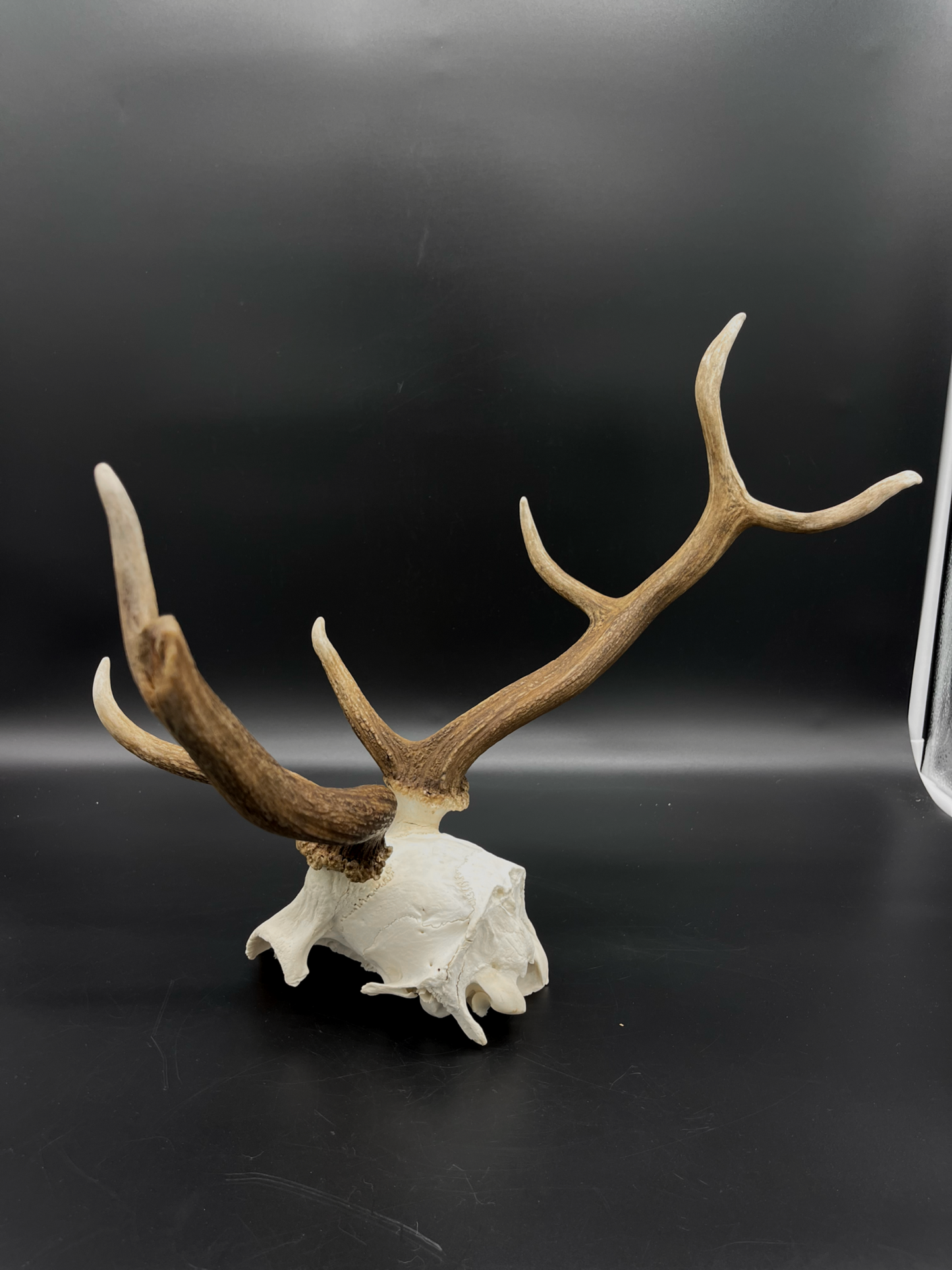 B Grade Fallow Buck Skull Cap