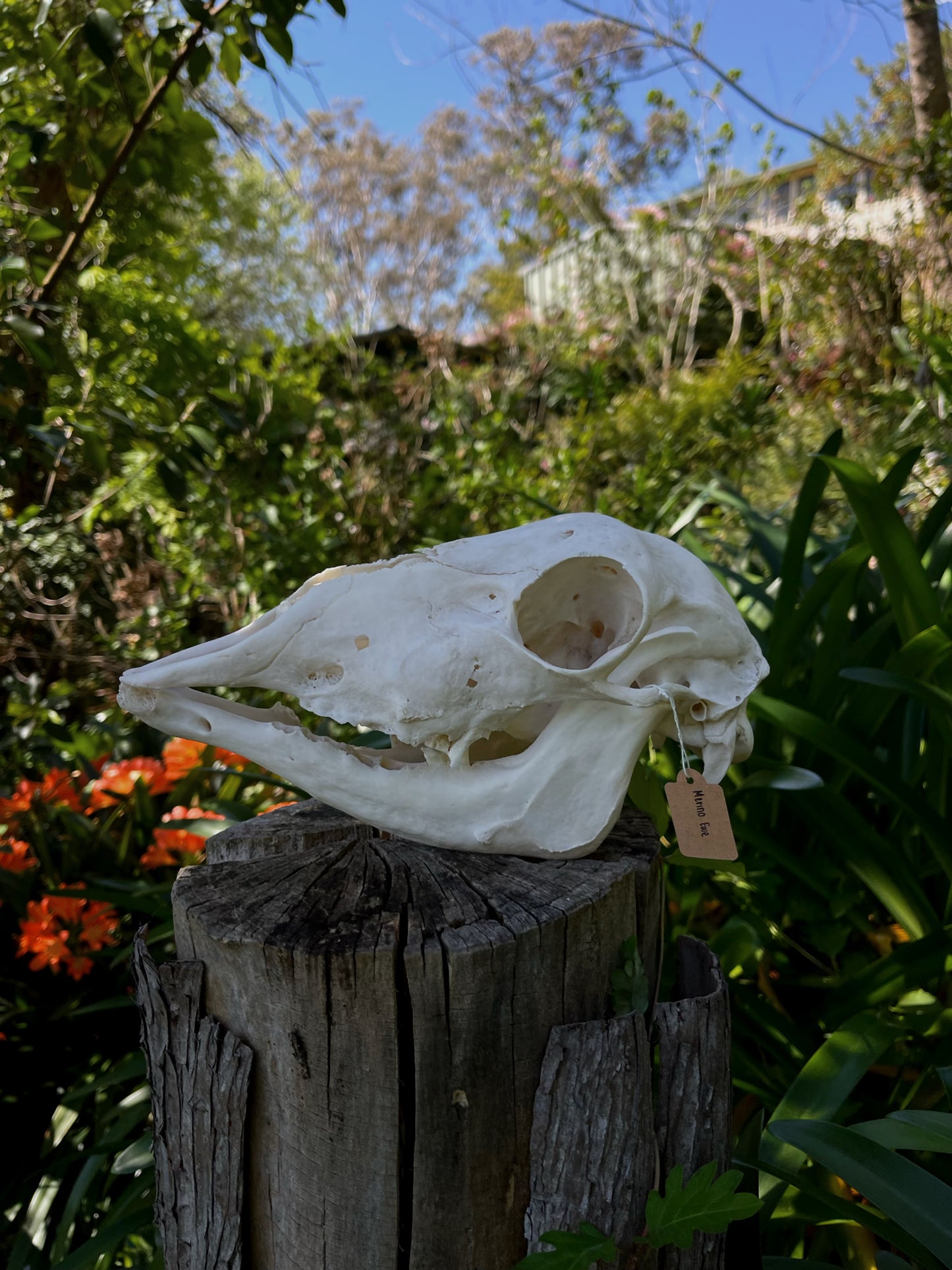 Pathological Geriatric Ewe Skull