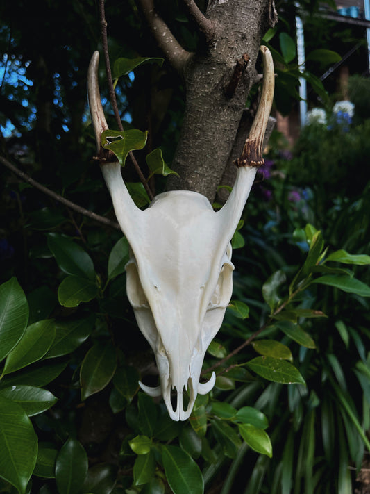Reeves' muntjac skull (Muntiacus reevesi)