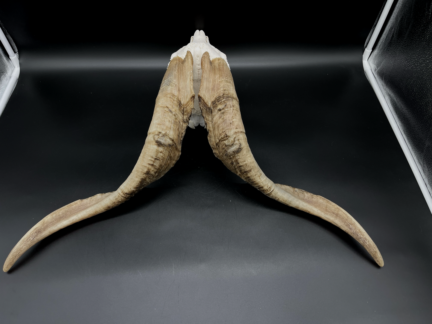 A- Grade Billy Goat Skull with Mandibles