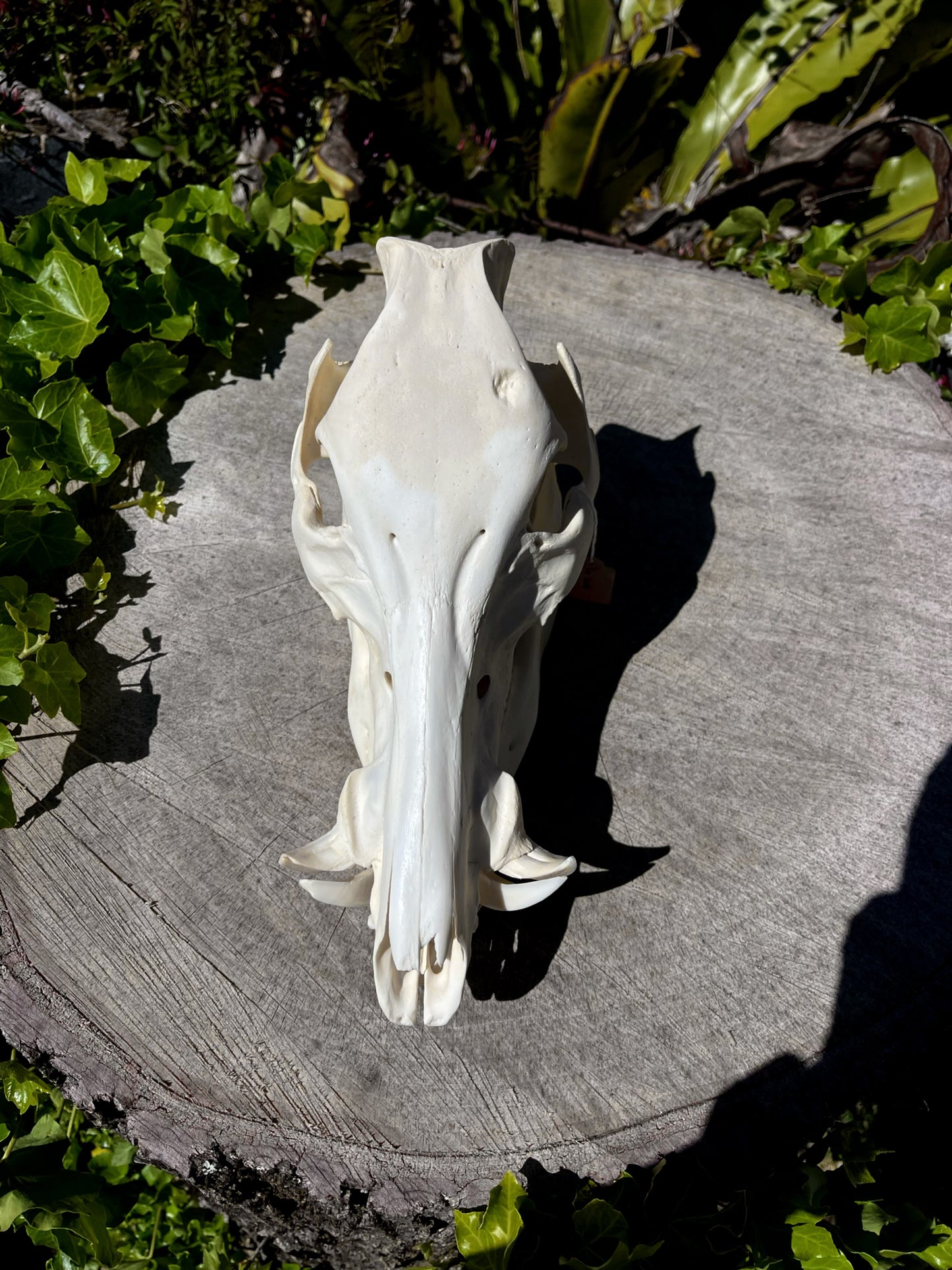 Wild Pig Skull