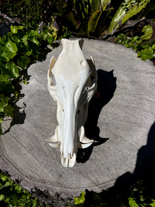 Wild Pig Skull