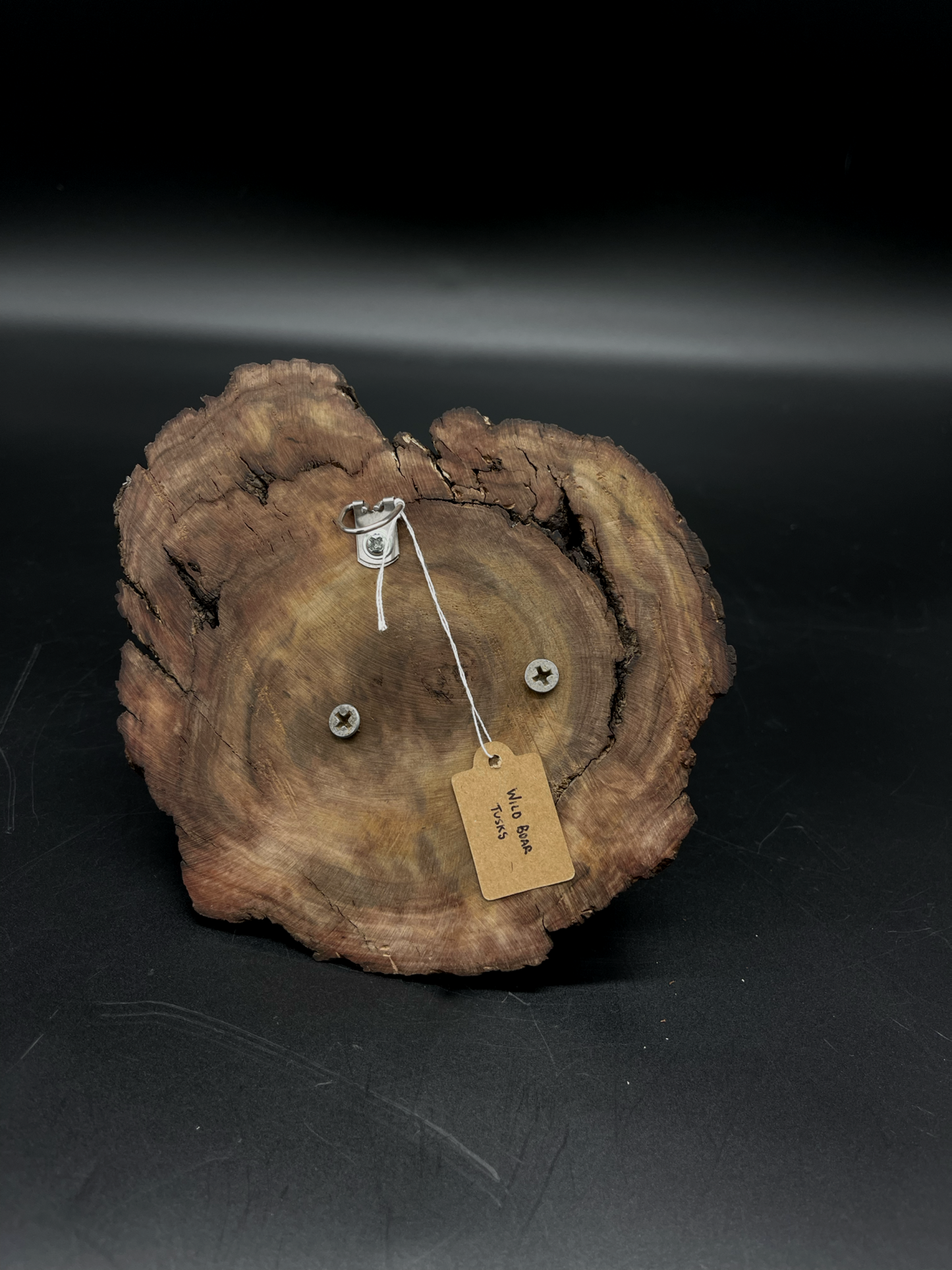 Wild Boar Tusks mounted on Hardwood Burl