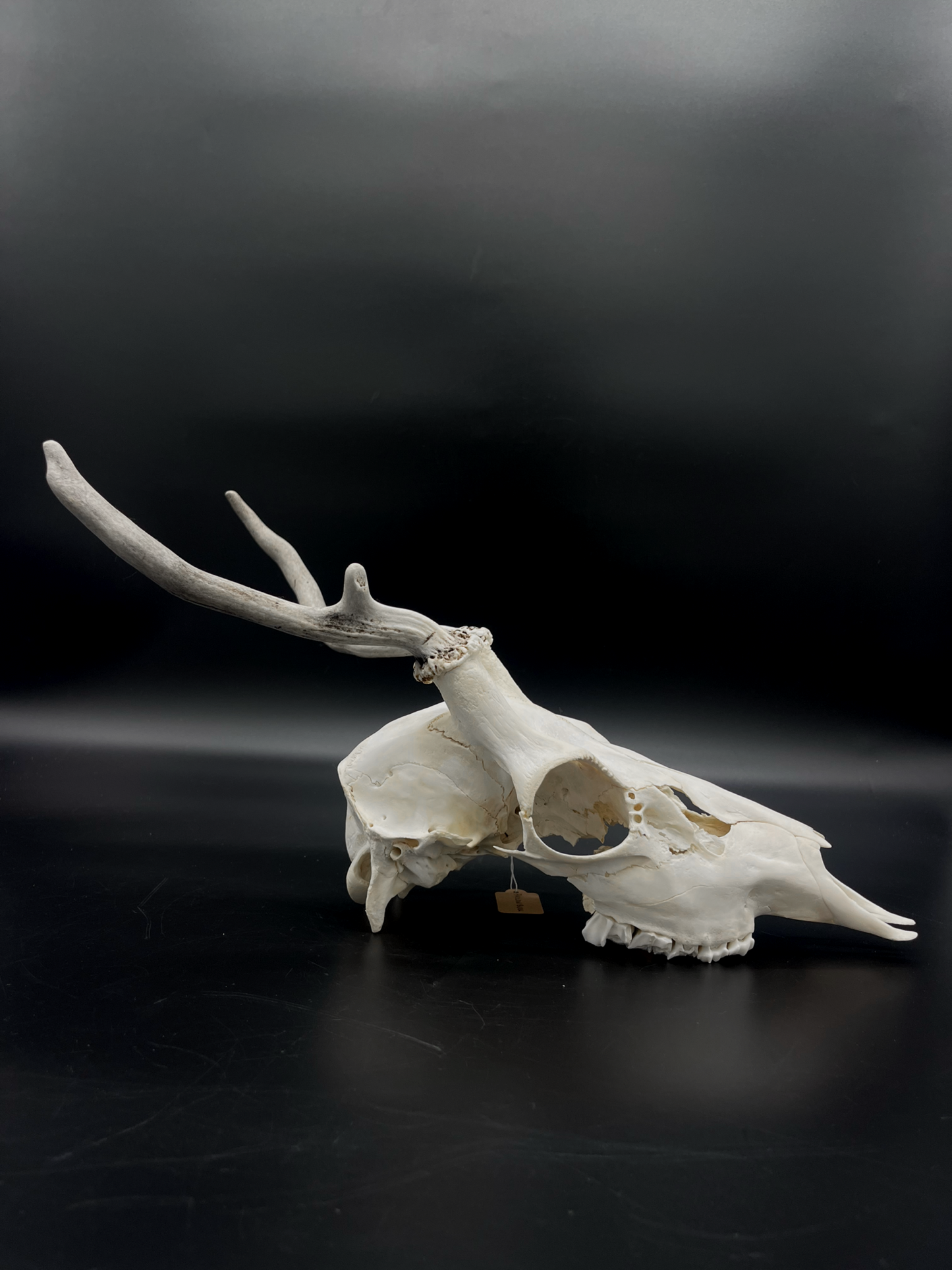 Craft Grade Fallow Buck Spiker Skull