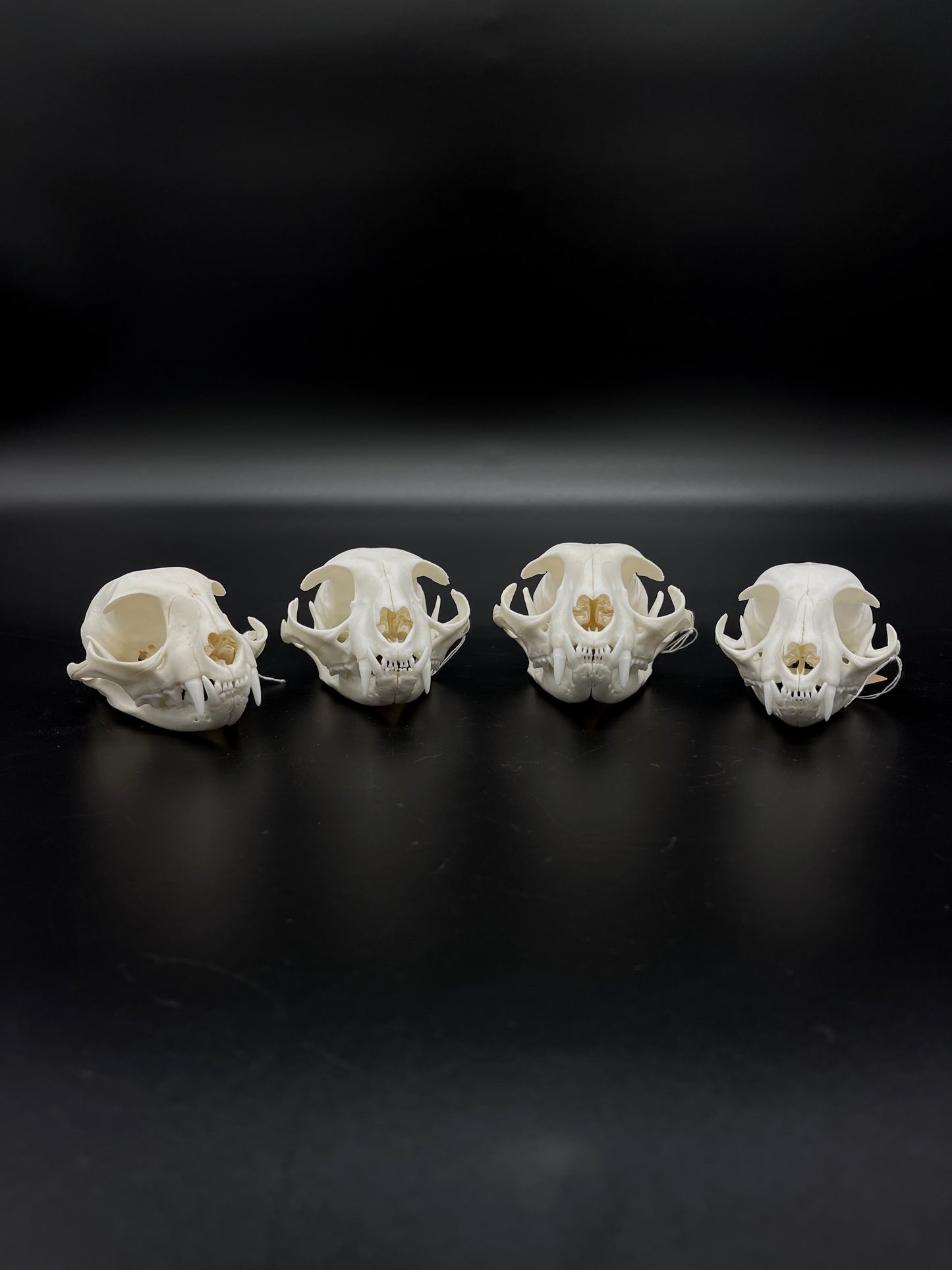 A+ Grade Feral Cat Skull