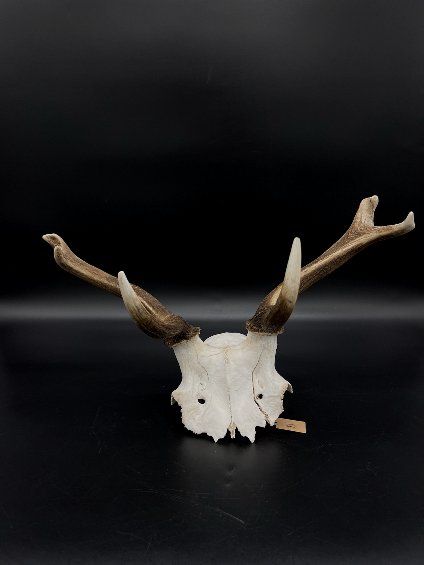 Craft Grade Fallow Buck Skull Cap