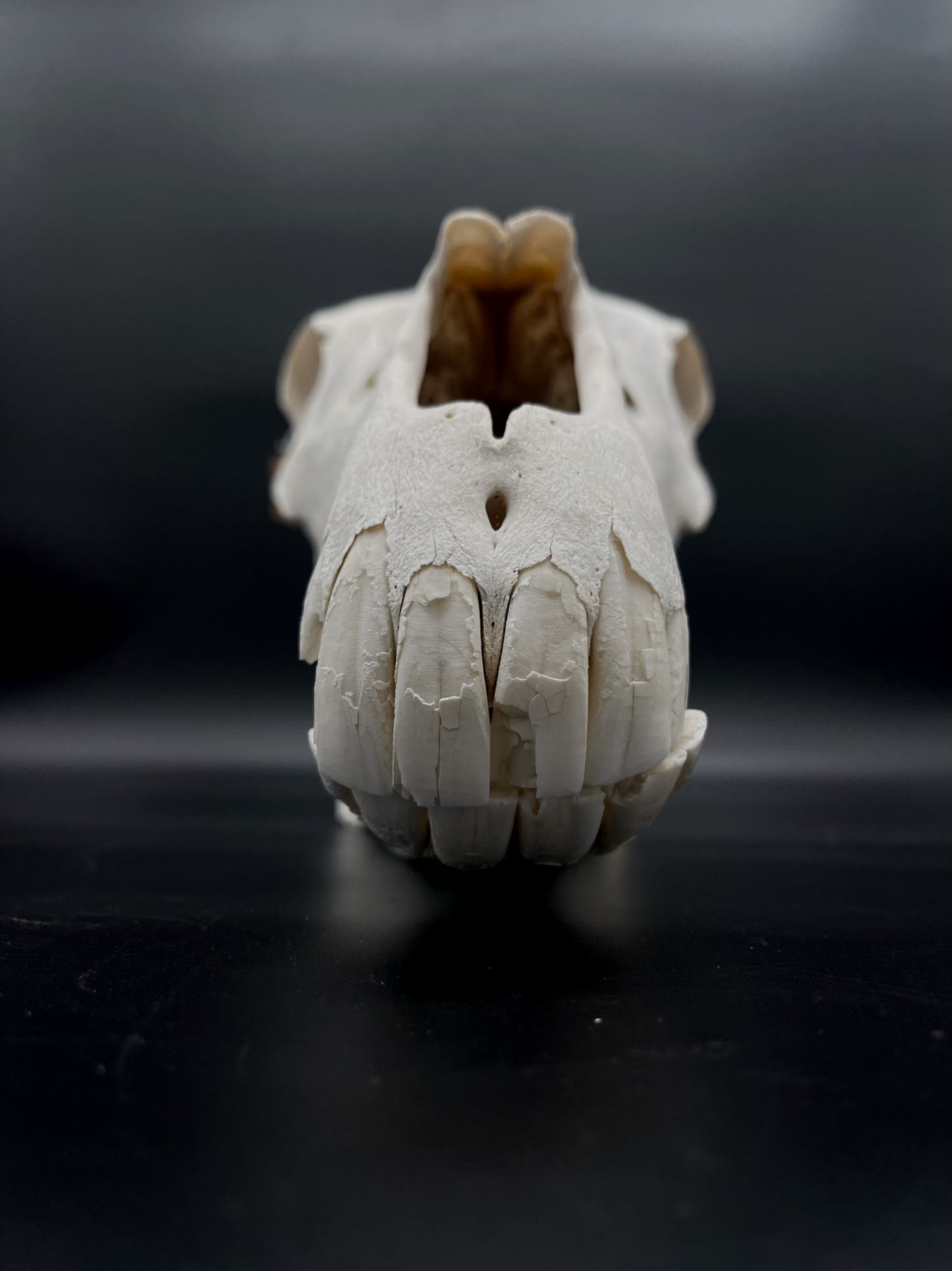 B Grade Pathological Horse Skull