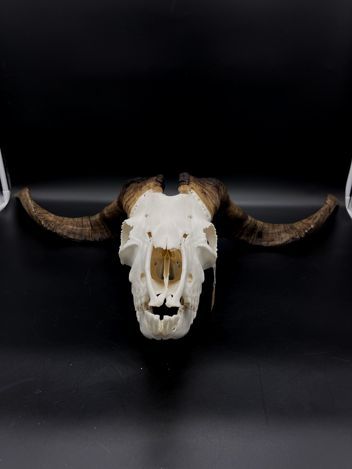 A- Rangeland Billy Goat Skull + Mandibles + VERY IMPRESSIVE HORNS
