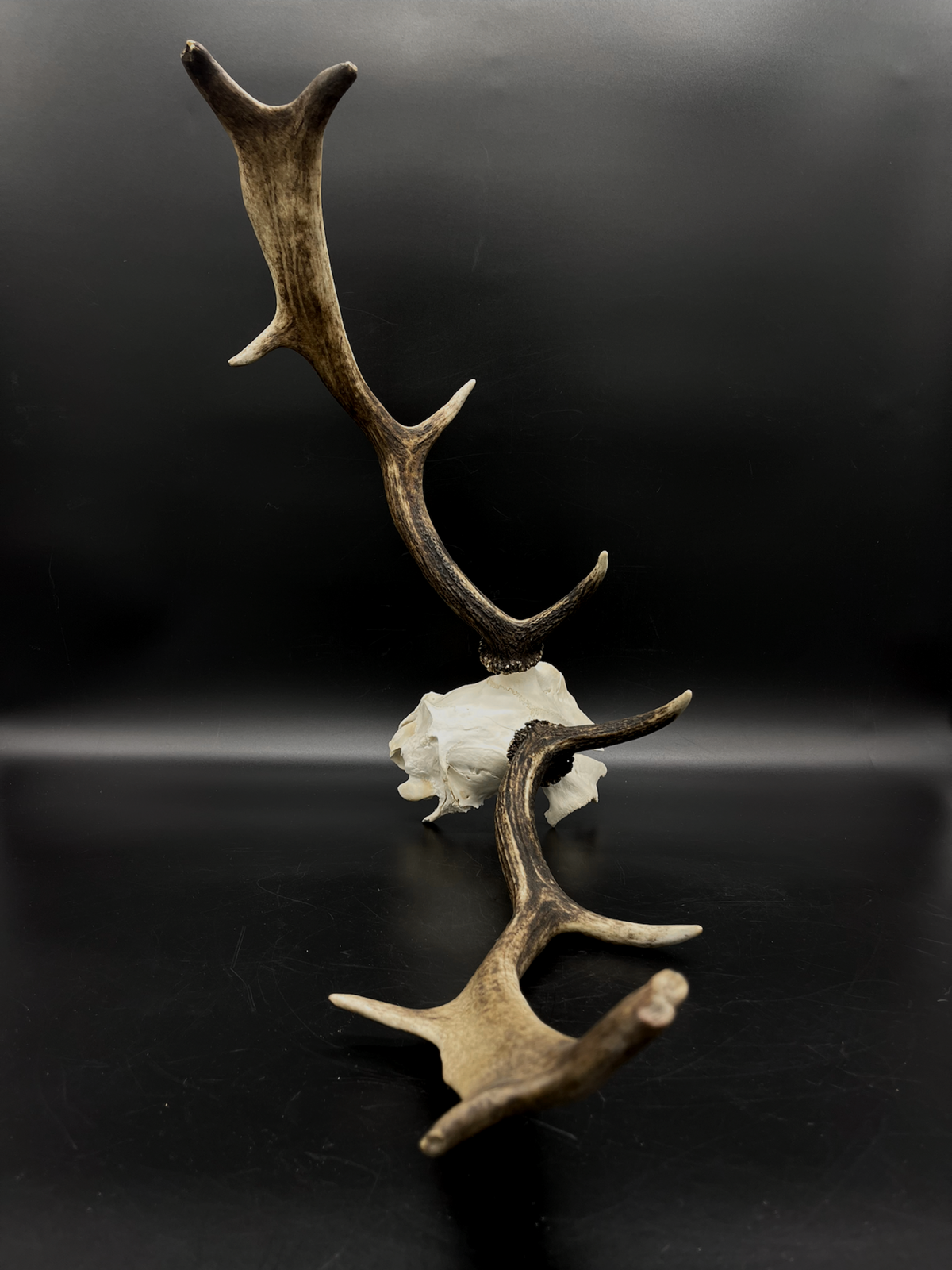 Craft Grade Fallow Buck Skull Cap / Antlers