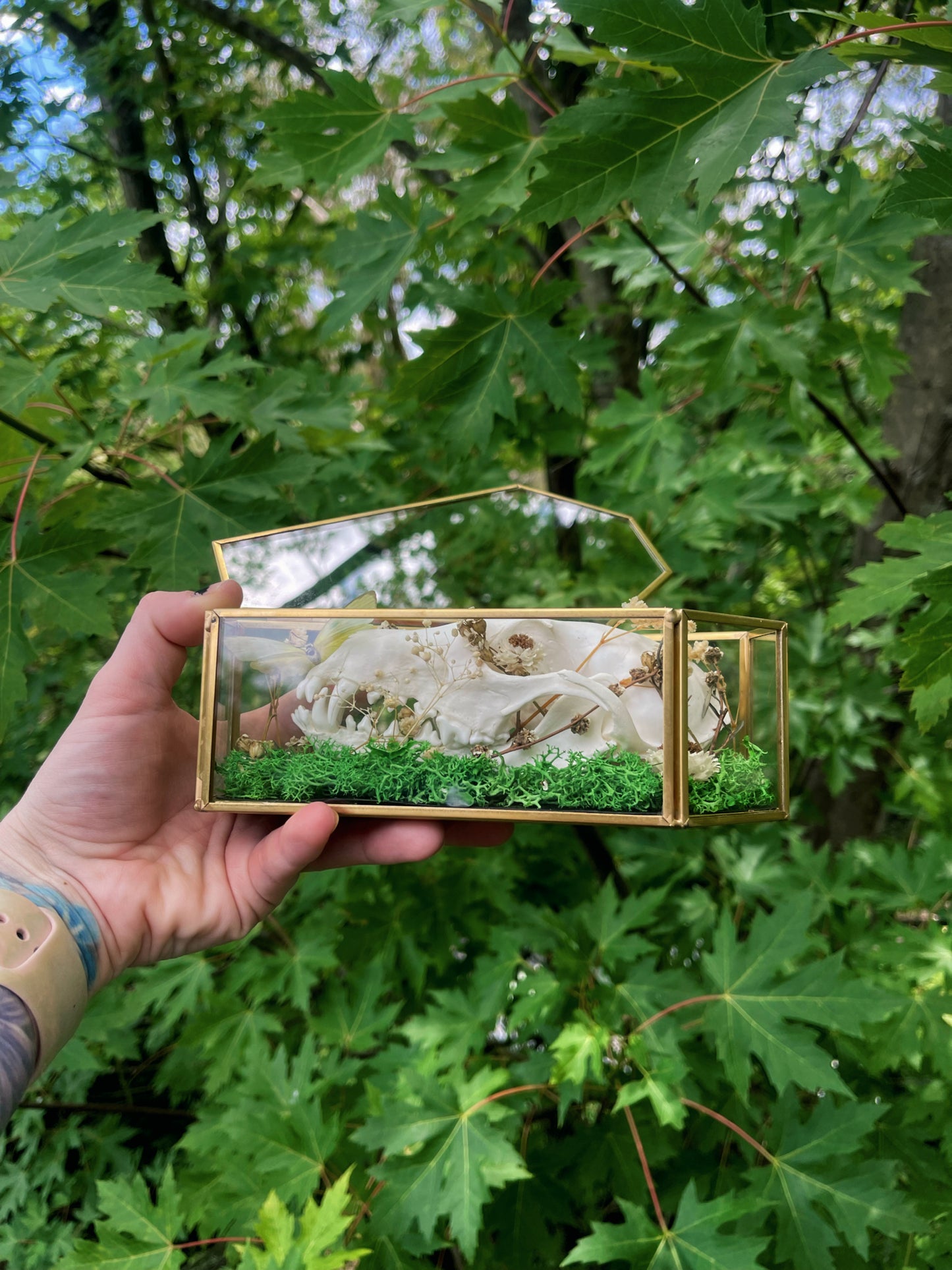 ‘Glimmers’ fox skull in glass coffin