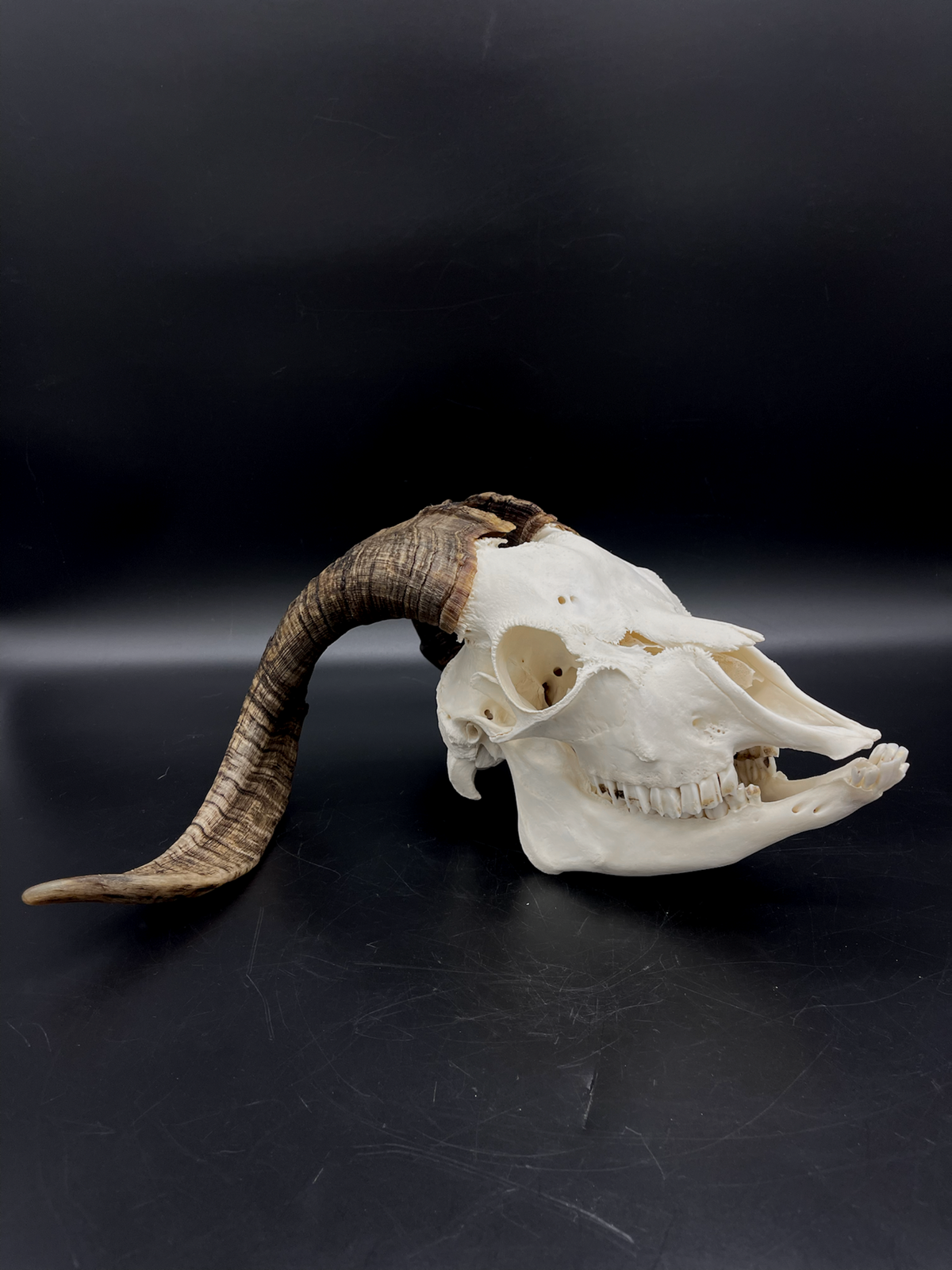 A+ Grade Rangeland (with Angora genetics) Billy Goat Skull + Mandibles
