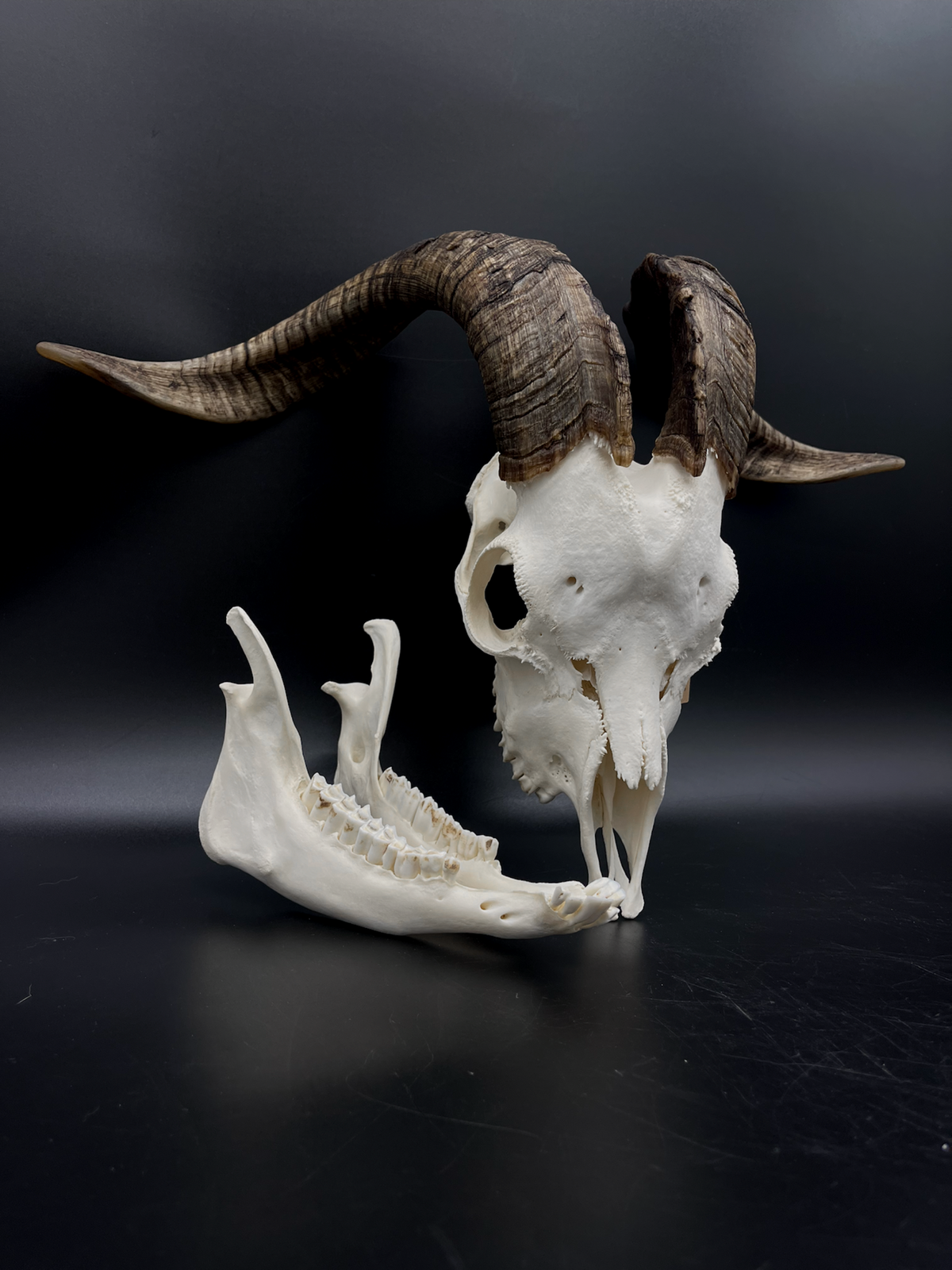 A+ Grade Rangeland (with Angora genetics) Billy Goat Skull + Mandibles