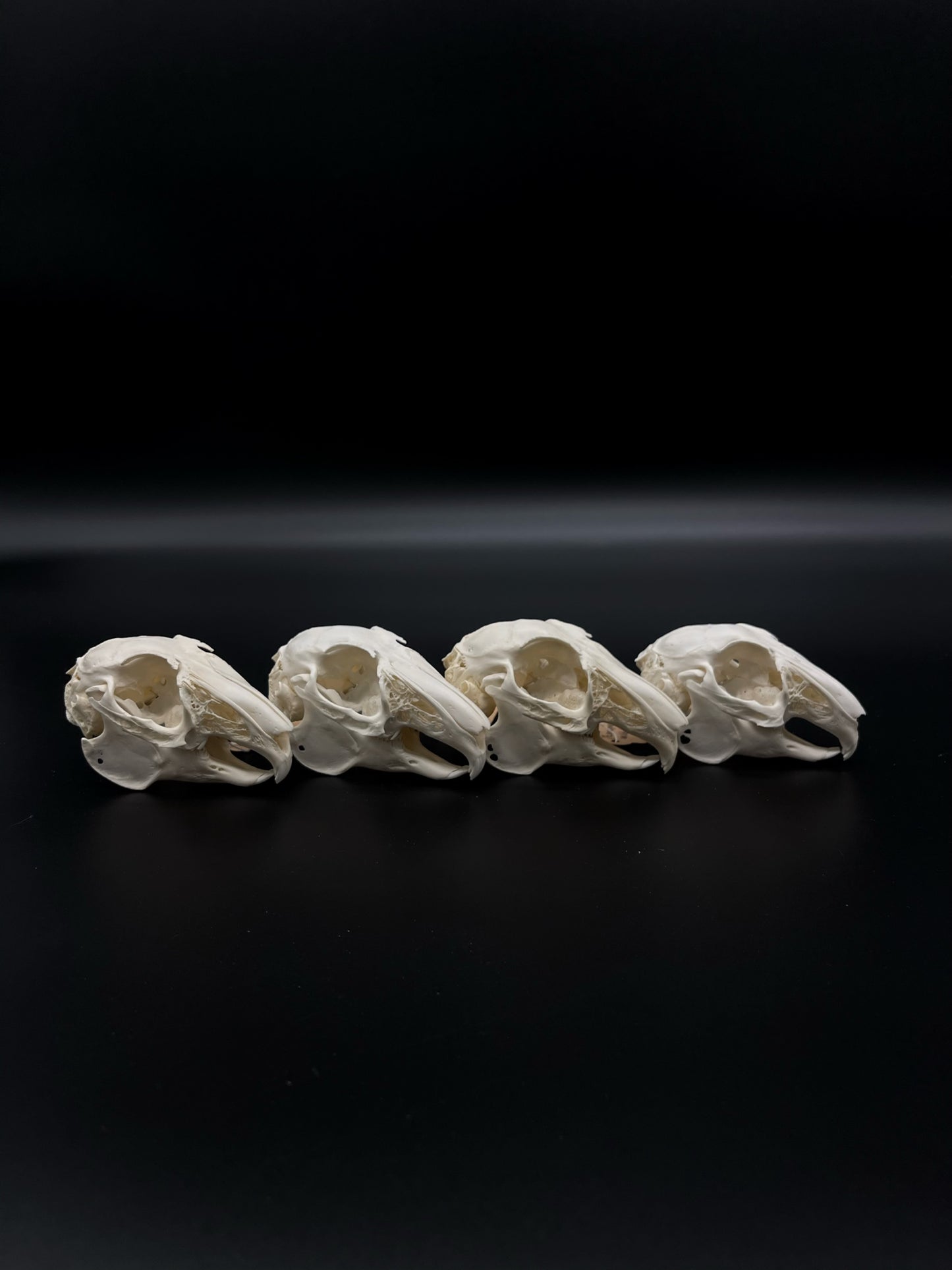 (A Grade) European Rabbit Skull