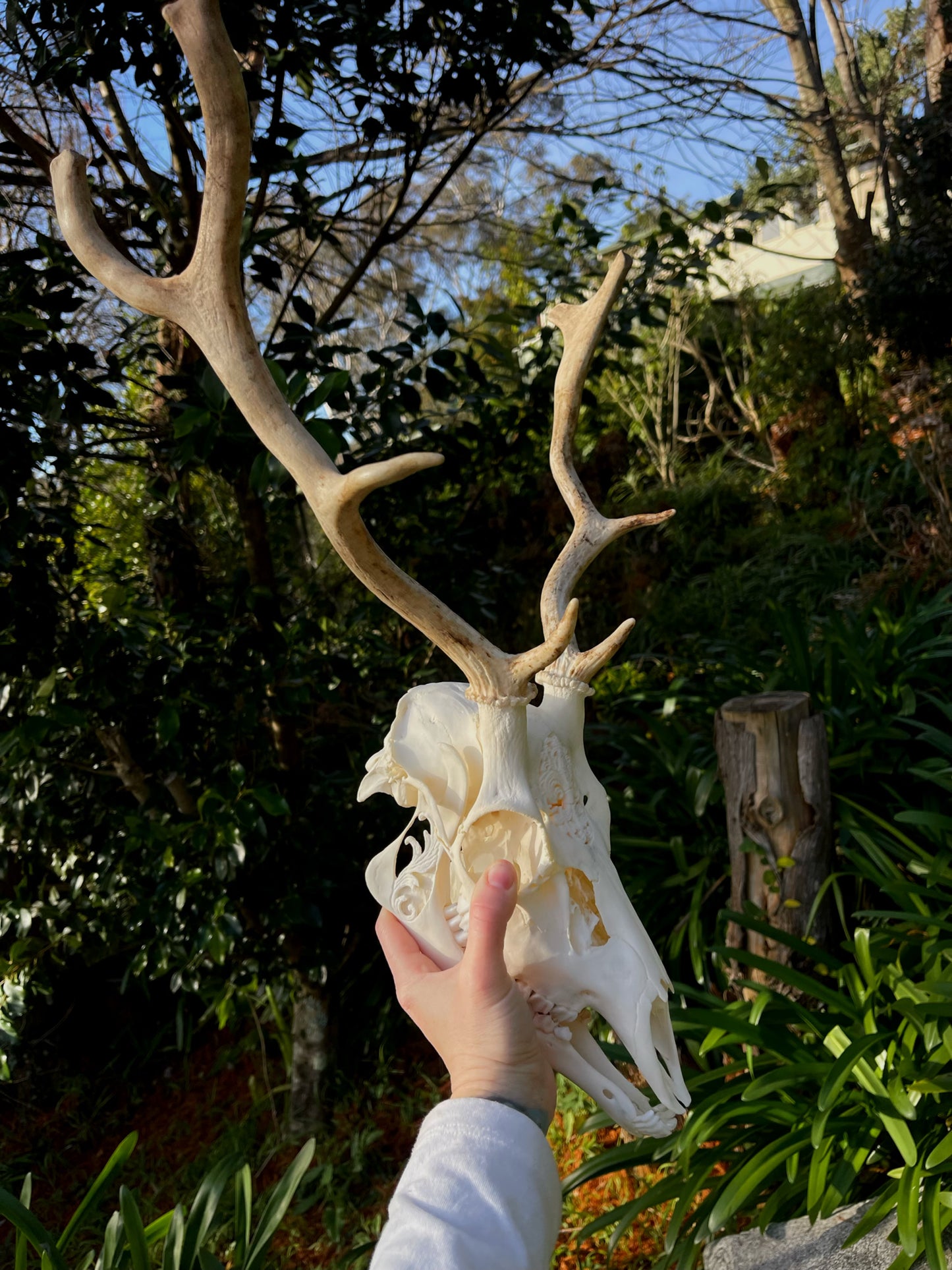 Ornately carved young Fallow Buck