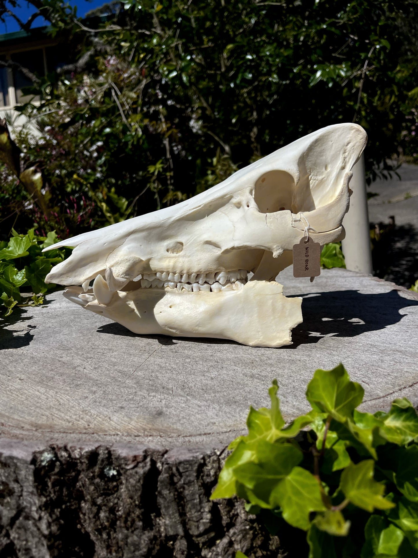 Craft Grade Wild Boar Skull