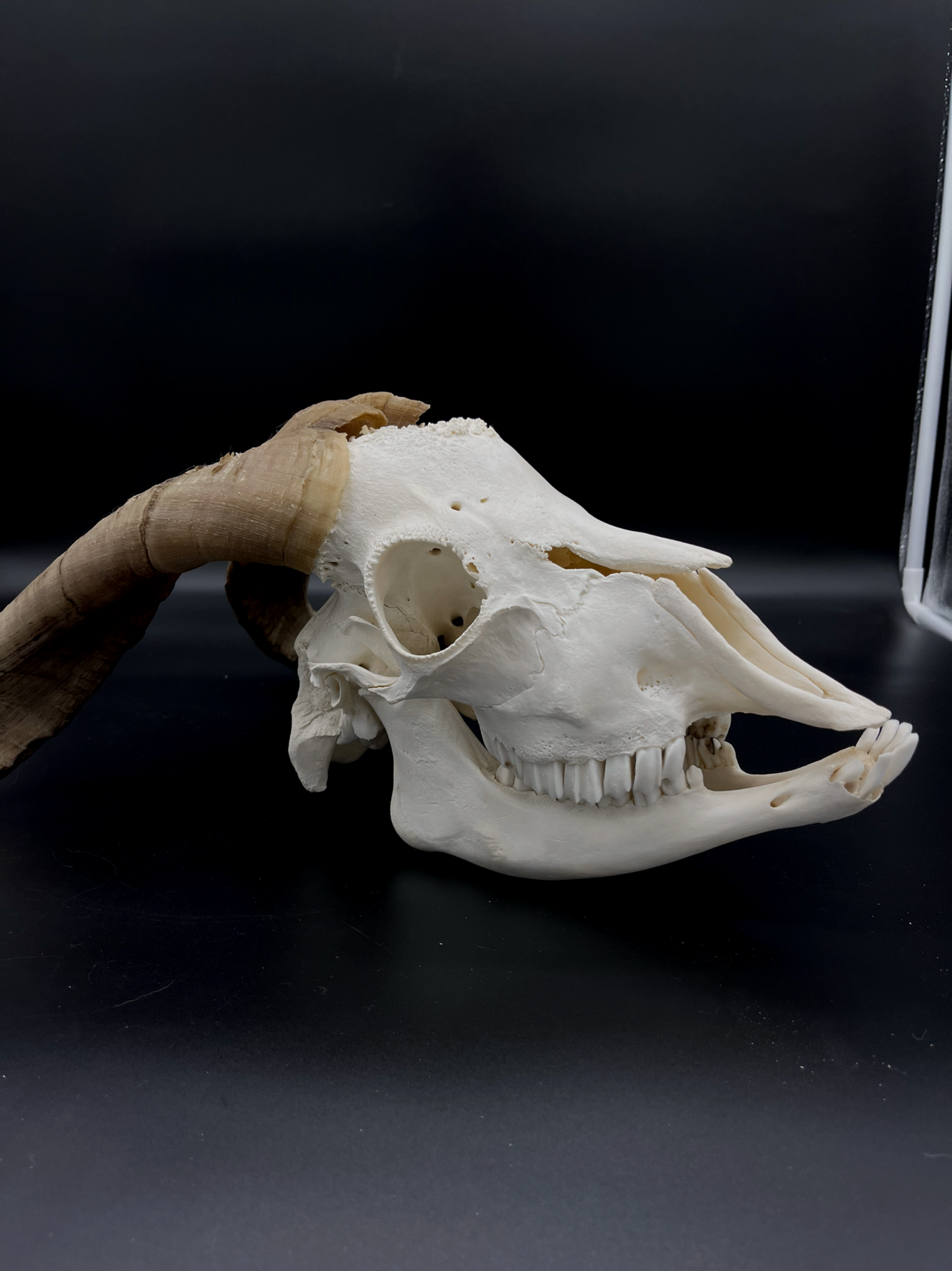 A- Grade Billy Goat Skull with Mandibles