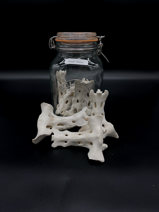 Sheep Sacrum