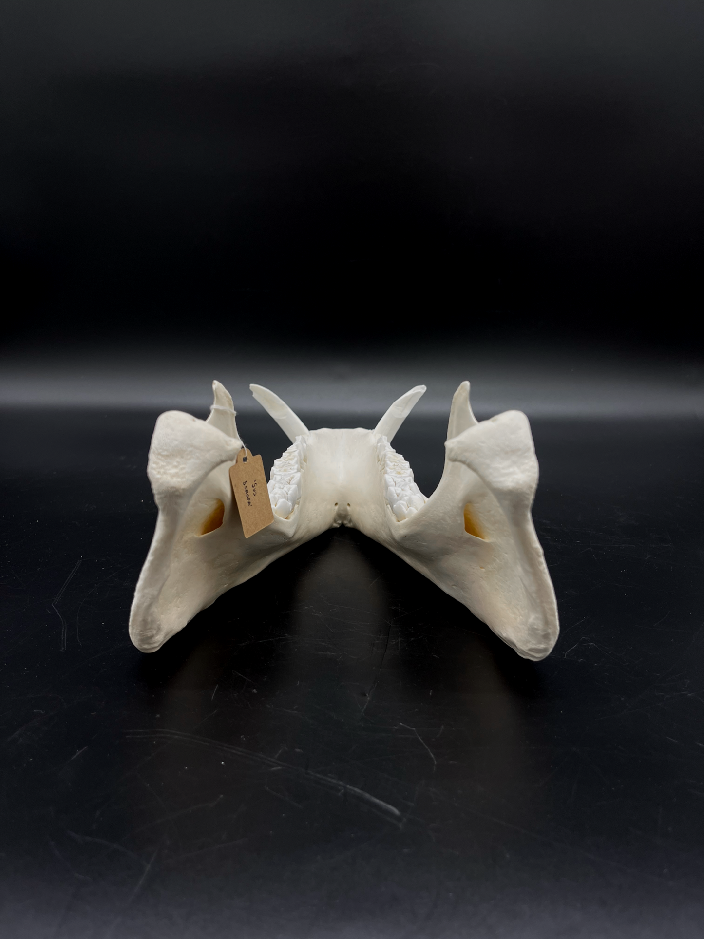 B Grade Wild Boar Tusks/Mandibles