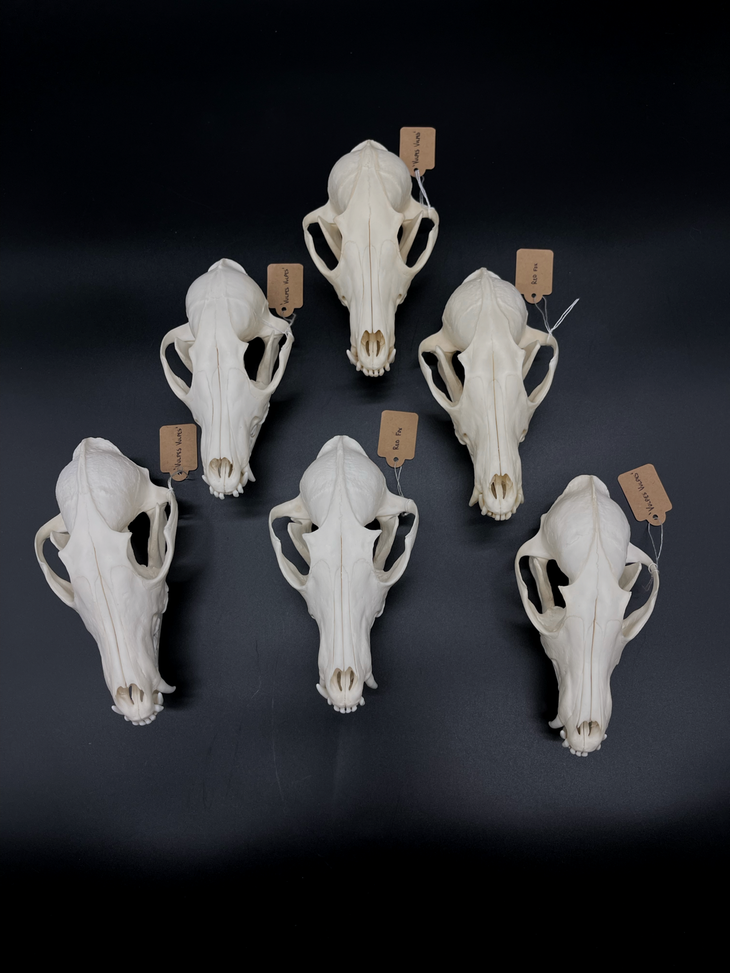 A- Grade Red Fox Skull