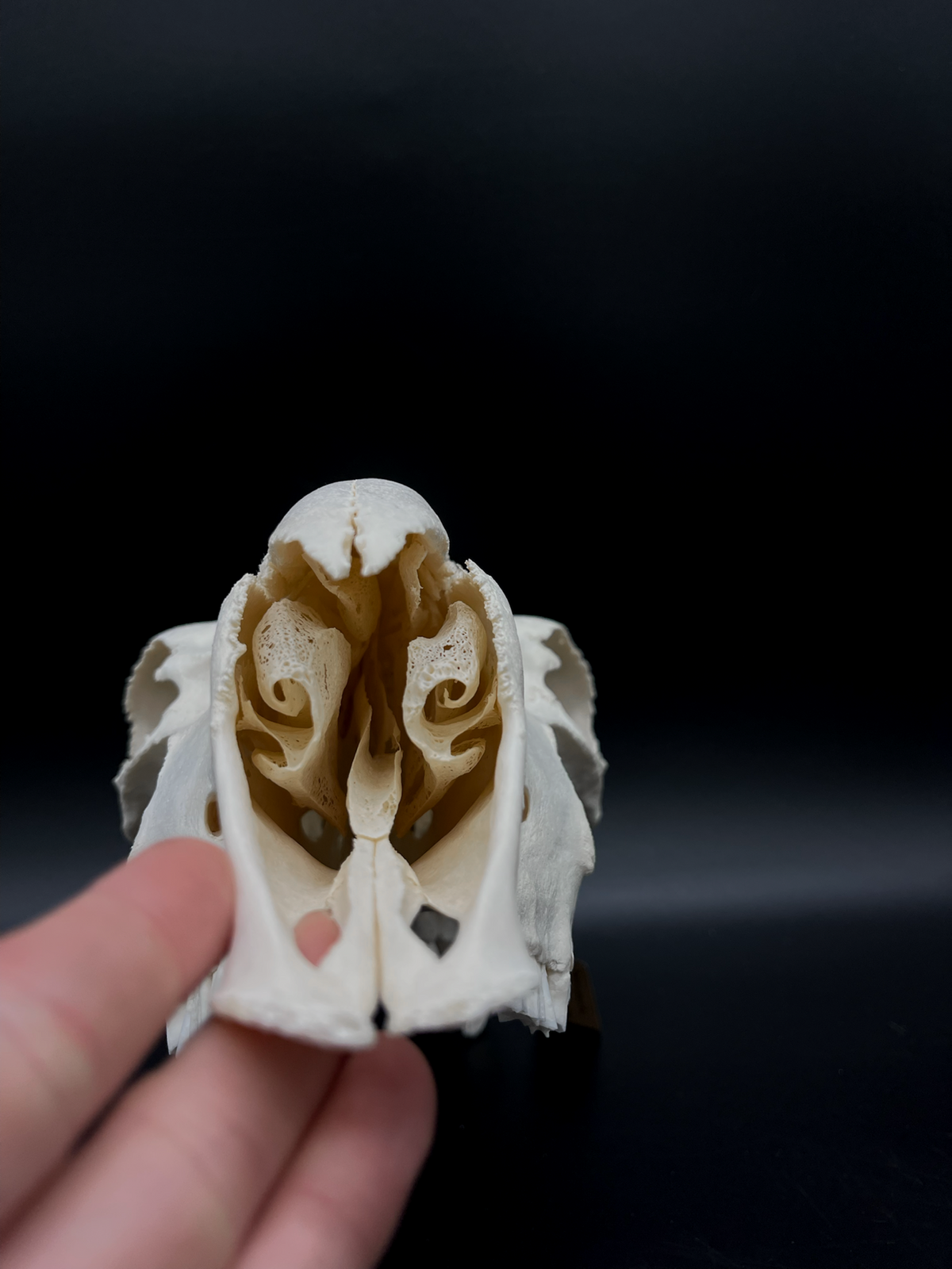 A- Grade Pathological Border Leicester Stud Ram Skull with Cranium blunt force trauma + a slight Wry Nose