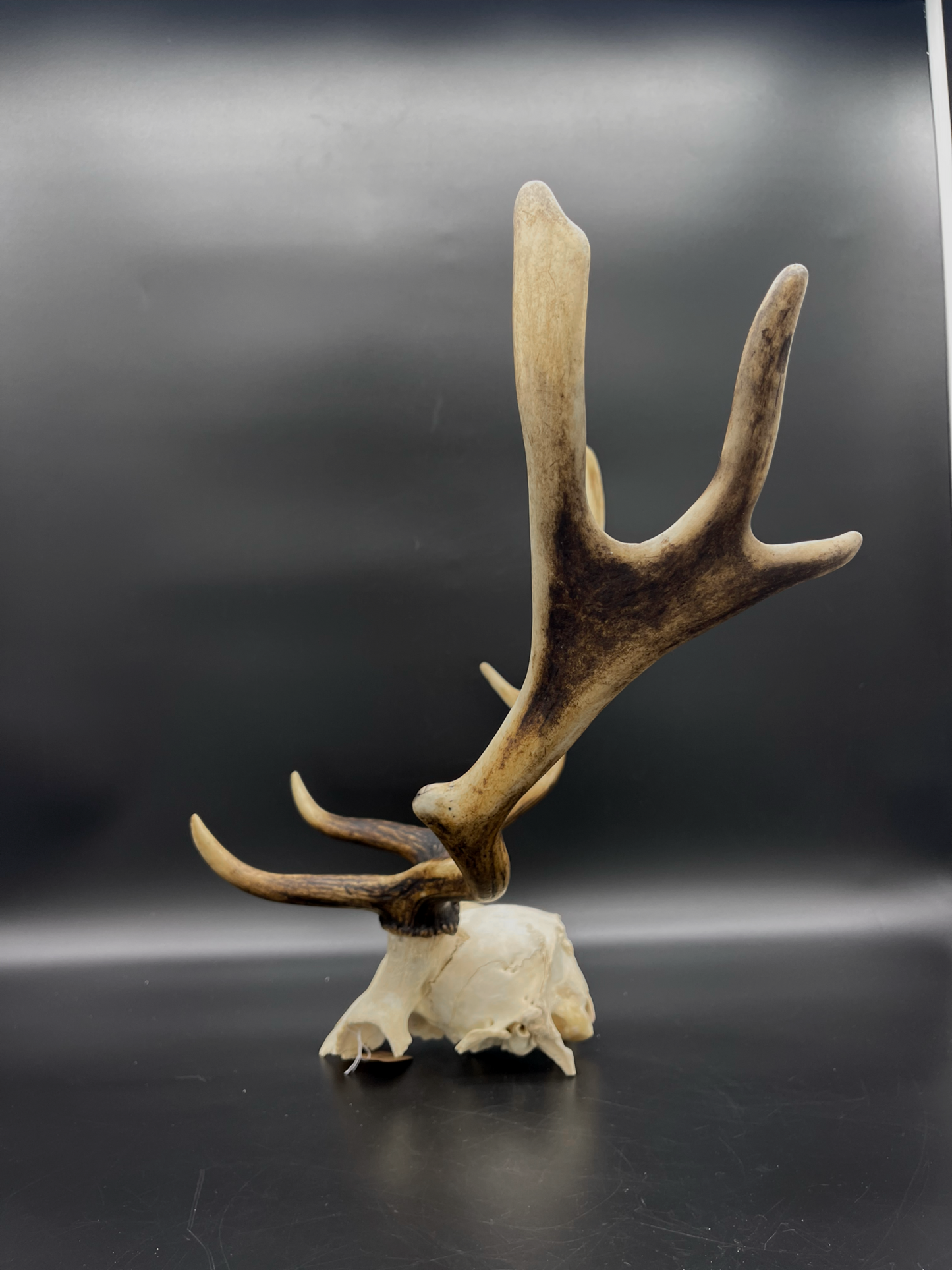 B Grade Fallow Buck Skull Cap