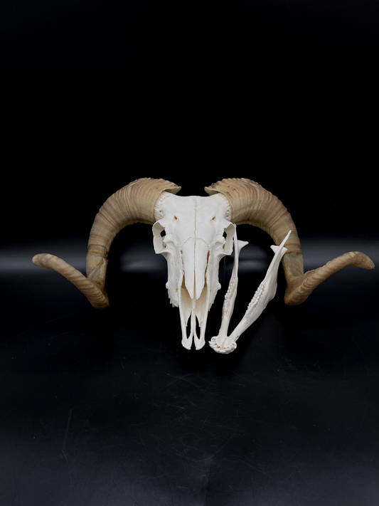 B Grade Merino Ram skull with Mandibles