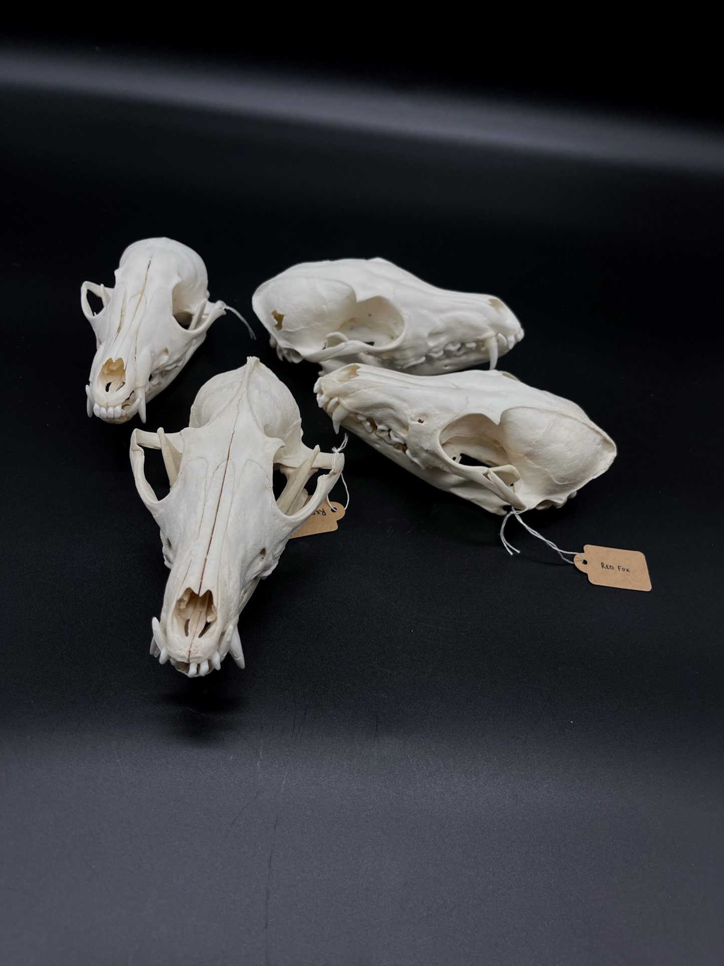 B Grade Red Fox Skull
