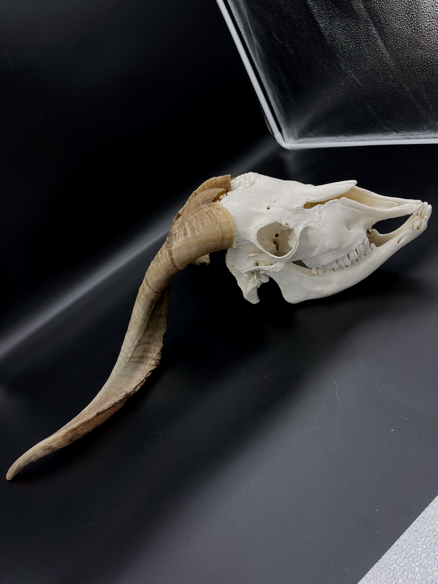 A- Grade Billy Goat Skull with Mandibles