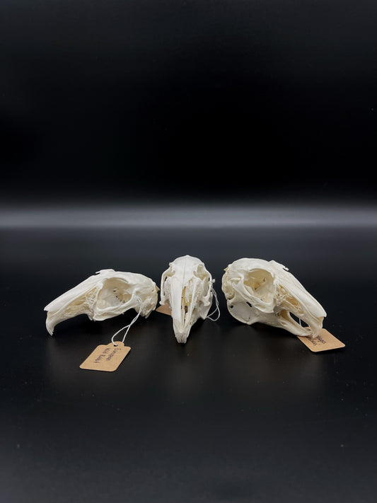 (Craft Grade) European Rabbit Skull