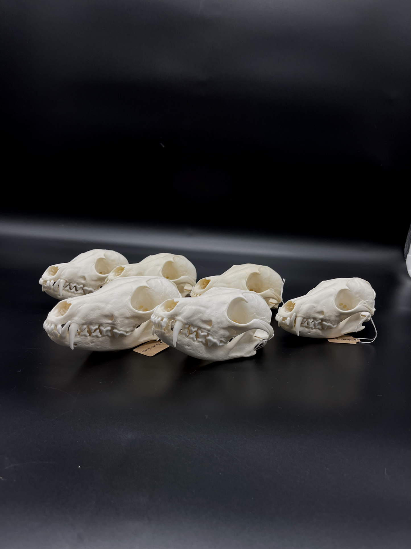 A- Grade Red Fox Skull
